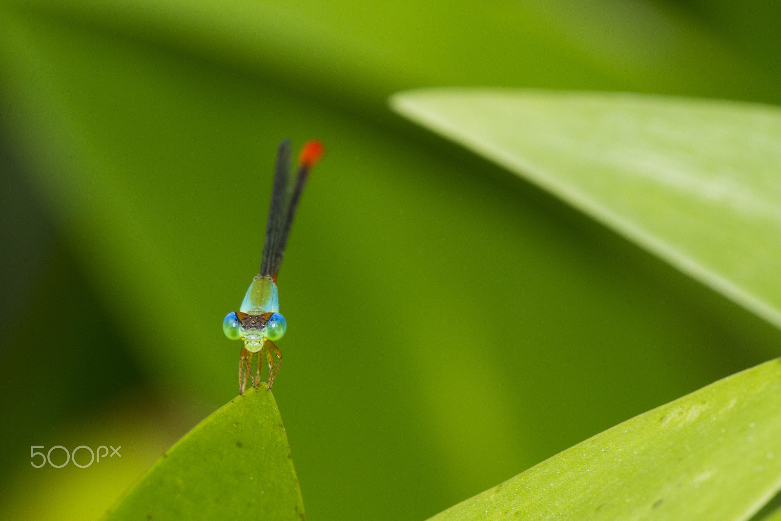 Canon EF 180mm F3.5L Macro USM sample photo. Baby dragonfly photography