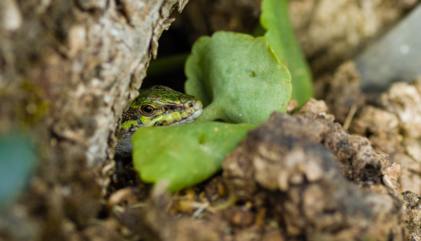 Pentax K-50 + Tamron SP AF 90mm F2.8 Di Macro sample photo. The lizard photography