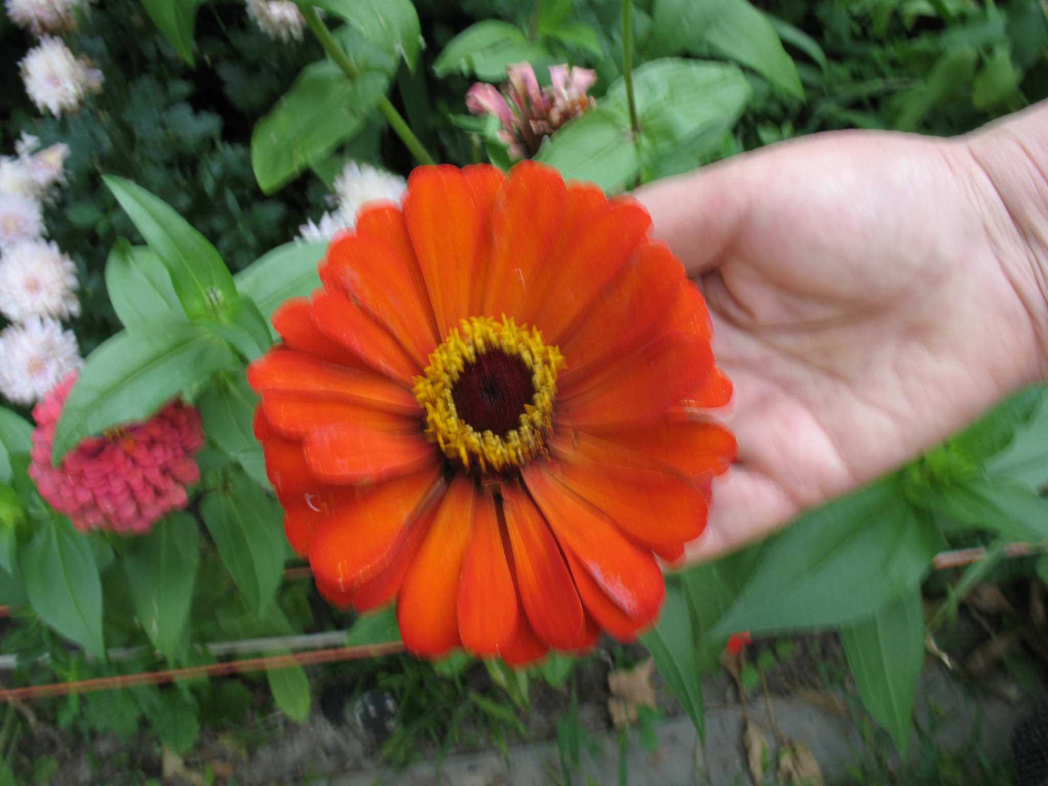 Canon POWERSHOT A630 sample photo. Echinacea flower.  echinacea - many-sided beauty. photography