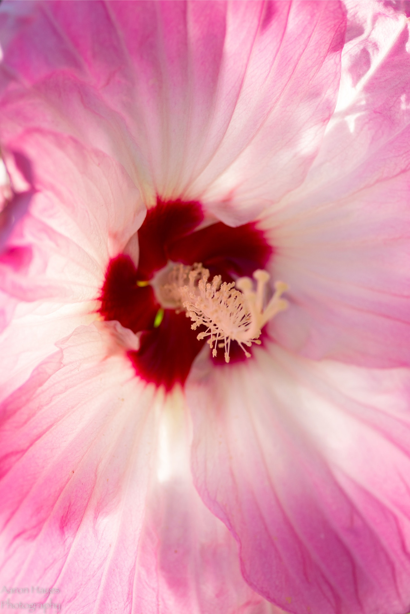 Tokina AT-X Pro 100mm F2.8 Macro sample photo. Macro monday photography