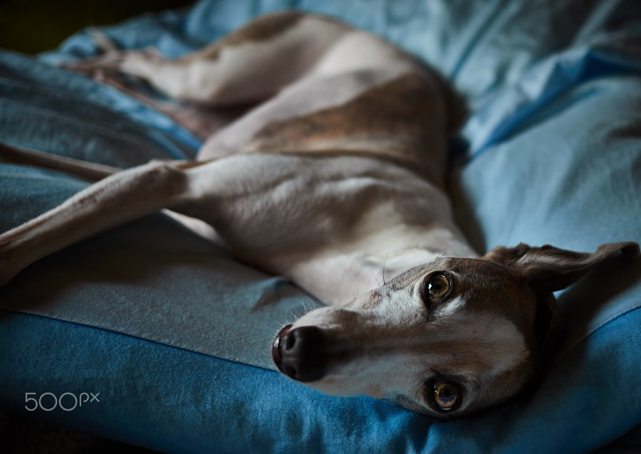 Canon EF 40mm F2.8 STM sample photo. Sexy dog 2 photography