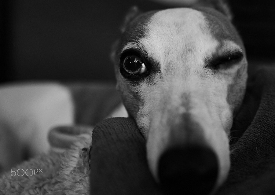 Canon EOS-1D X Mark II sample photo. Wink for me? photography