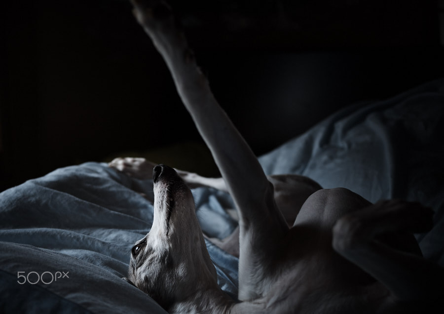 Canon EF 40mm F2.8 STM sample photo. Sexy dog 1 photography