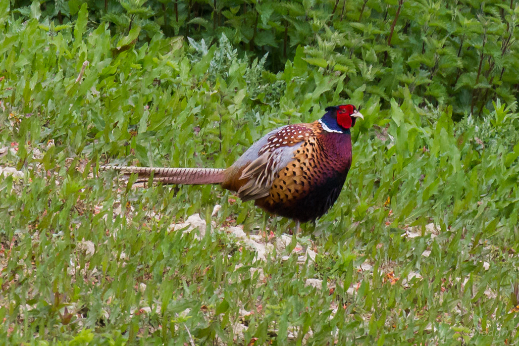 Canon EOS 550D (EOS Rebel T2i / EOS Kiss X4) + Canon EF 600mm f/4L IS sample photo. Faisan de colchide photography