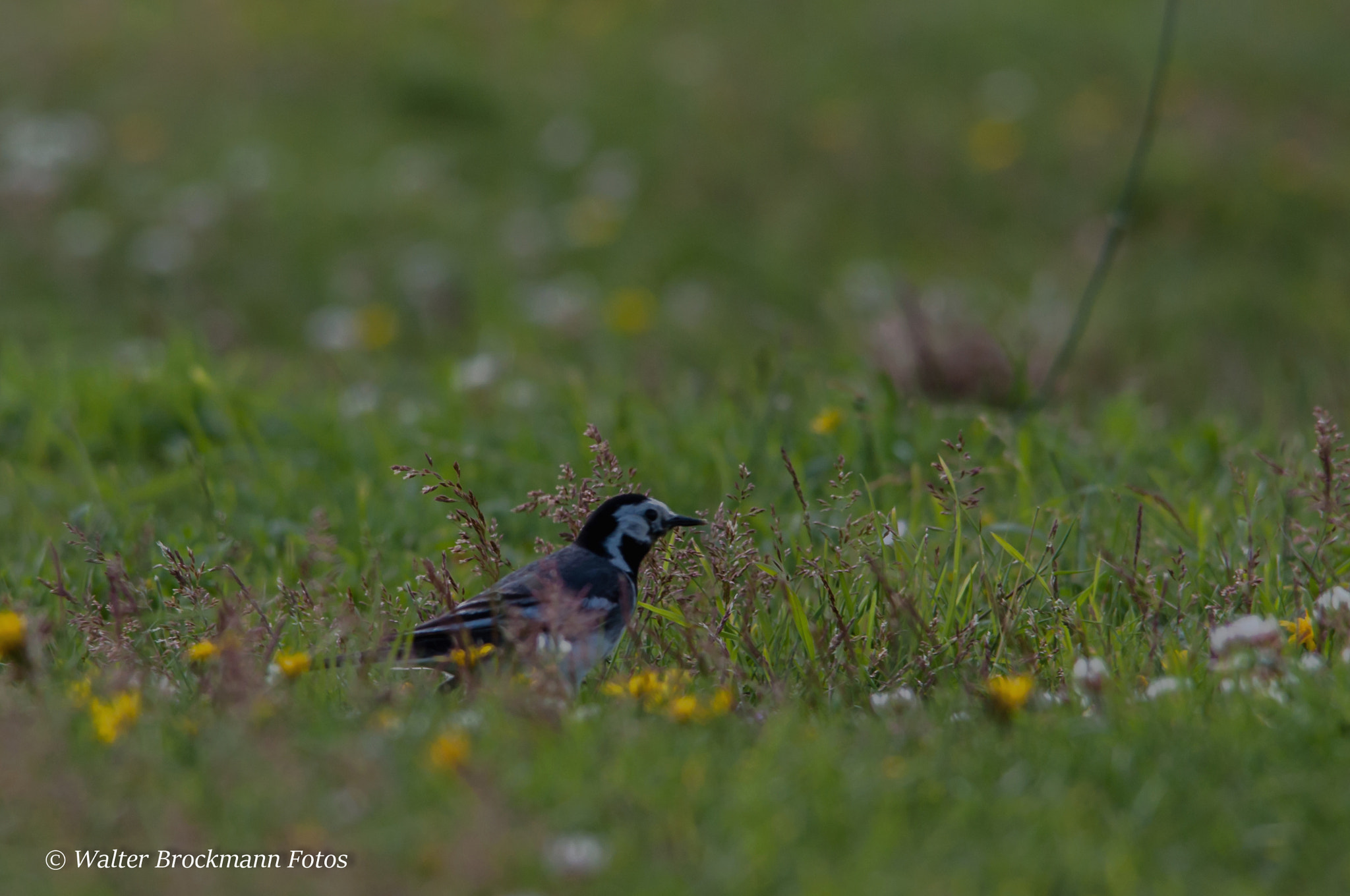 Sigma 150-500mm F5-6.3 DG OS HSM sample photo. Bachstelze photography