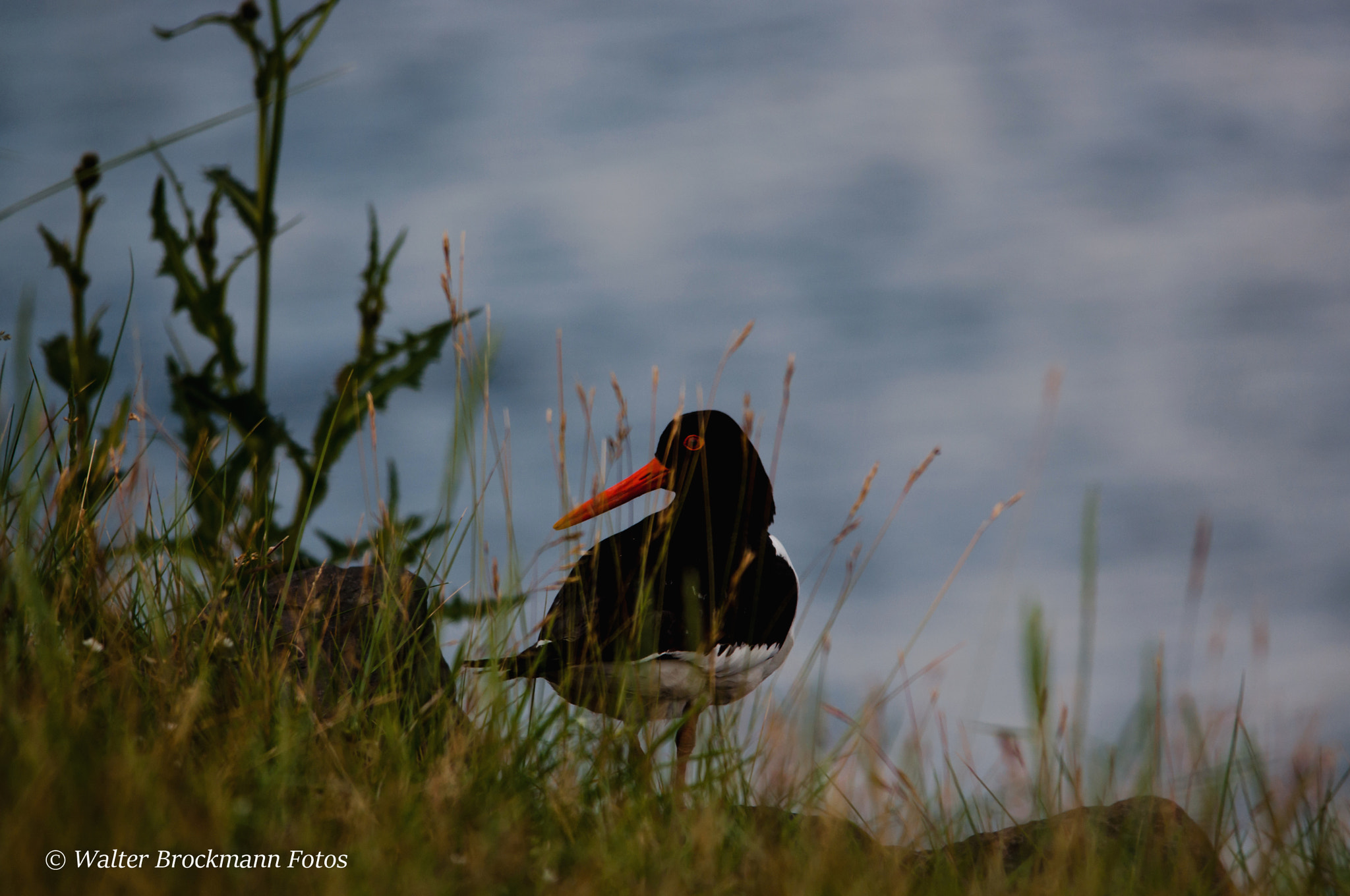 Sigma 150-500mm F5-6.3 DG OS HSM sample photo. Austernfischer photography
