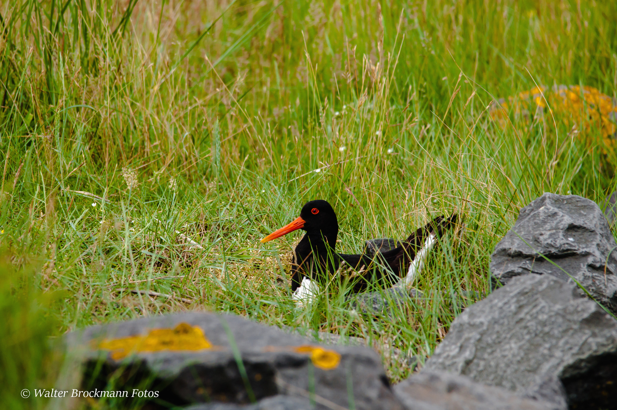 Sigma 150-500mm F5-6.3 DG OS HSM sample photo. Austernfischer photography