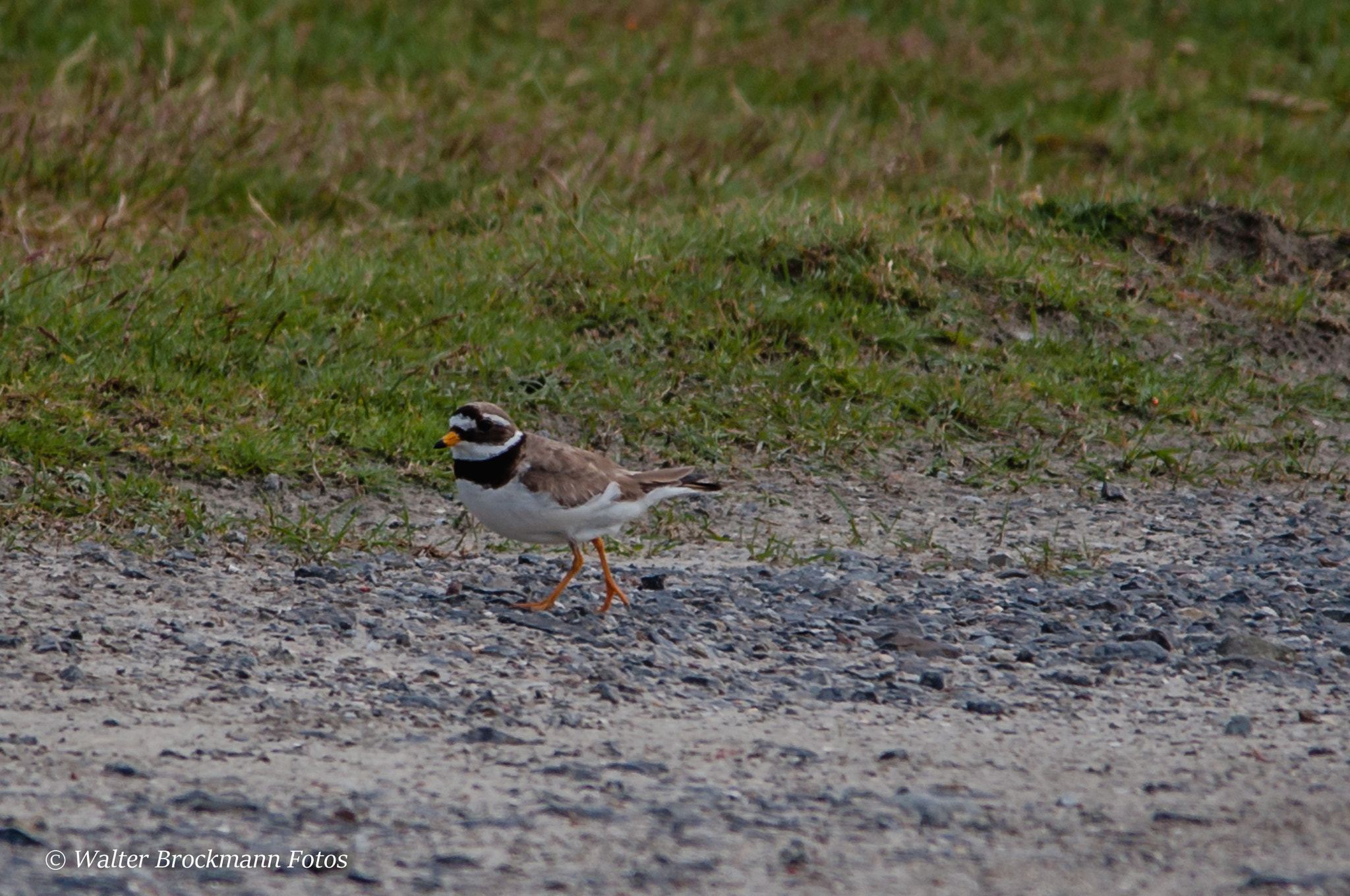 Sigma 150-500mm F5-6.3 DG OS HSM sample photo. Flussregenpfeifer photography