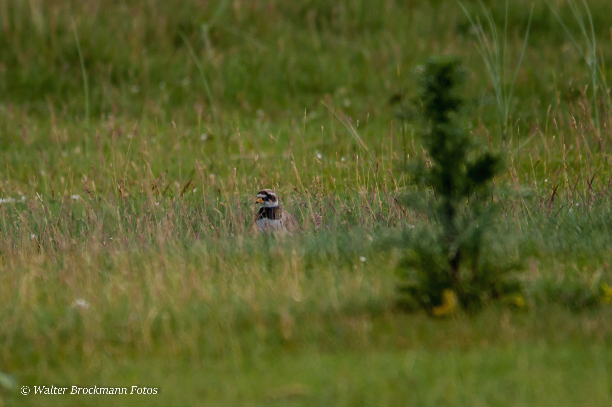 Sigma 150-500mm F5-6.3 DG OS HSM sample photo. Flussregenpfeifer photography
