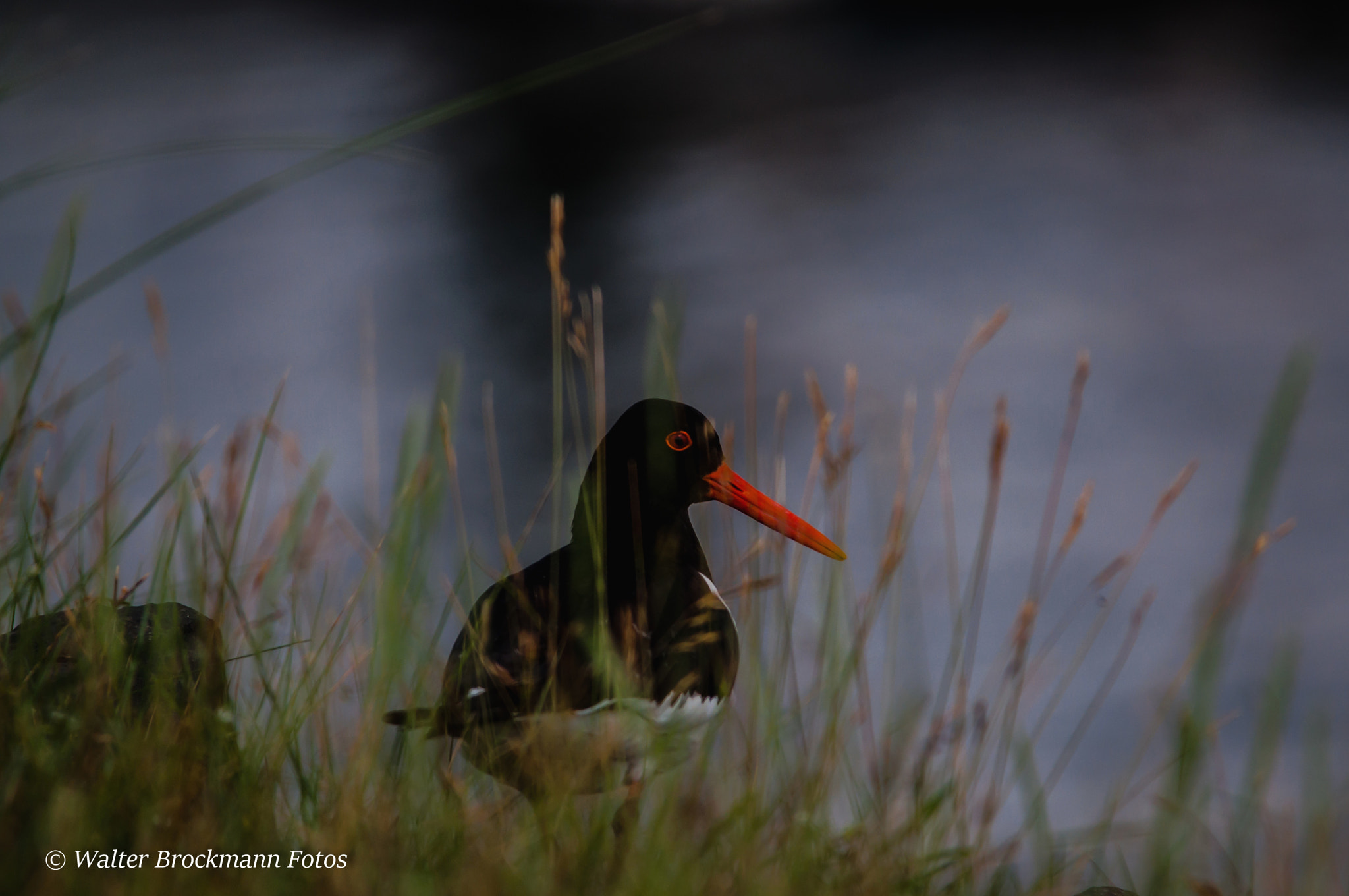 Sigma 150-500mm F5-6.3 DG OS HSM sample photo. Austernfischer photography