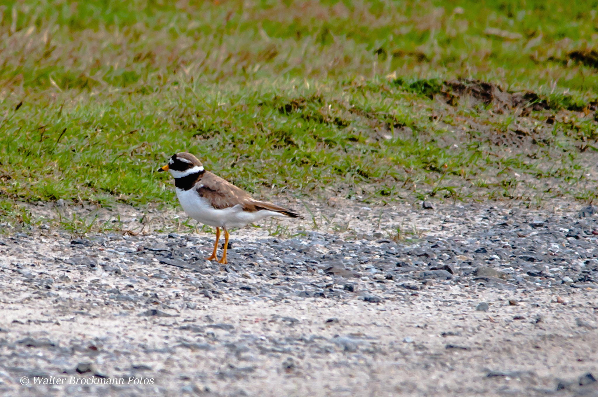 Sigma 150-500mm F5-6.3 DG OS HSM sample photo. Flussregenpfeifer photography