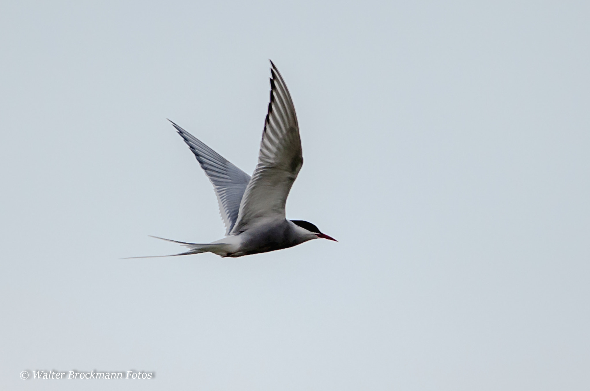 Sigma 150-500mm F5-6.3 DG OS HSM sample photo. Flußseeschwalbe photography