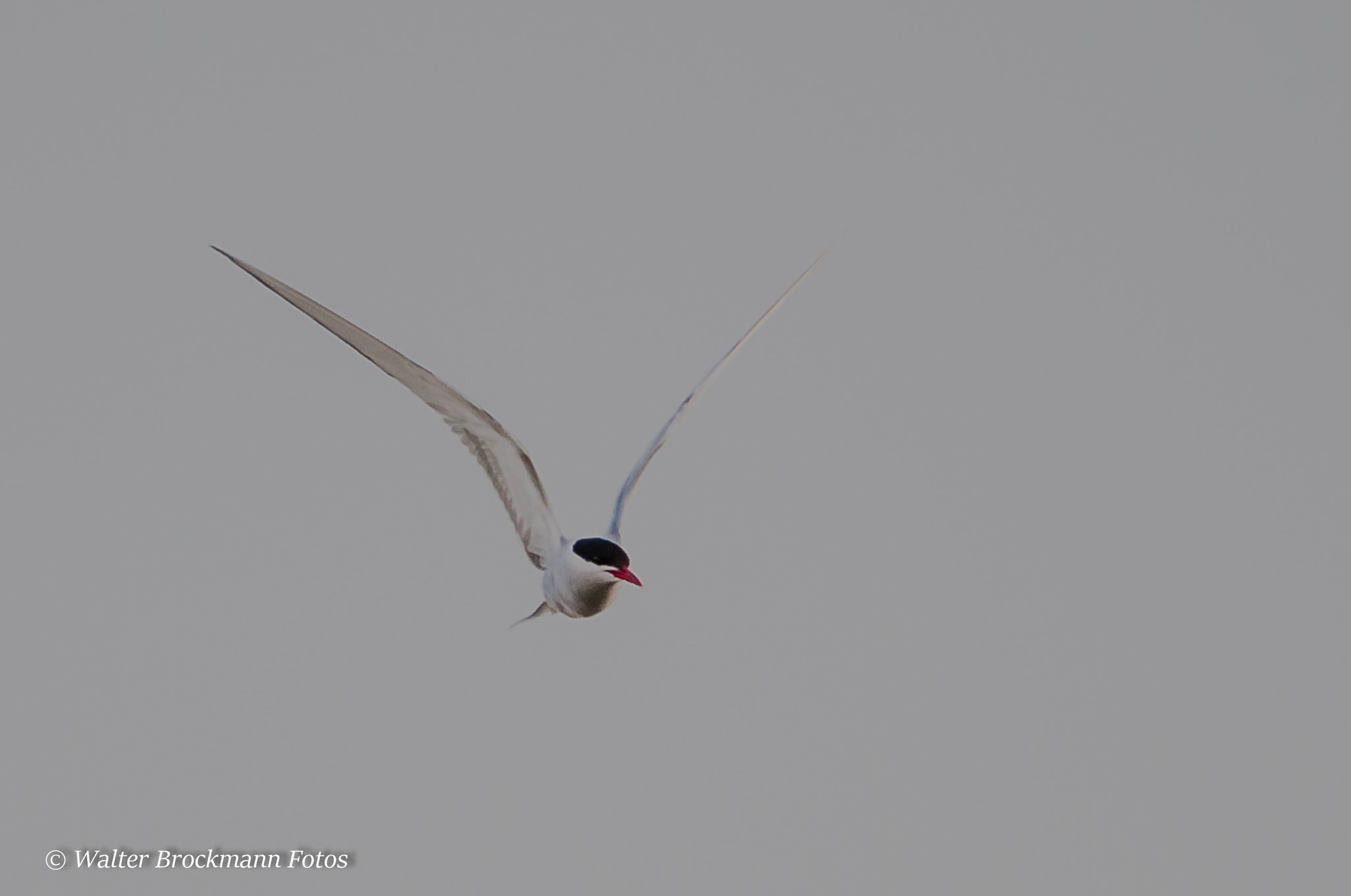 Sigma 150-500mm F5-6.3 DG OS HSM sample photo. Flußseeschwalbe photography