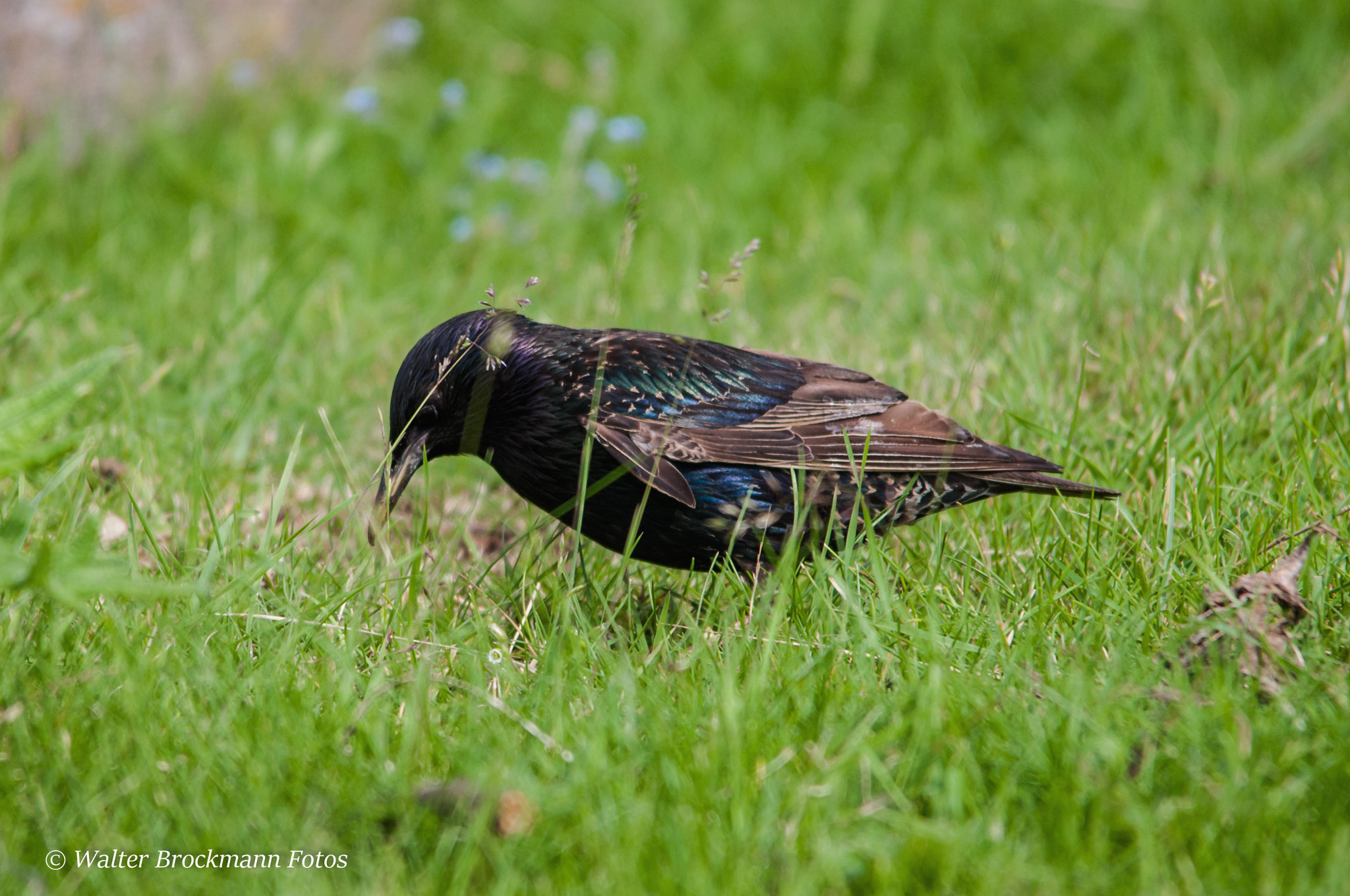 Sigma 150-500mm F5-6.3 DG OS HSM sample photo. Vogel/byrd photography