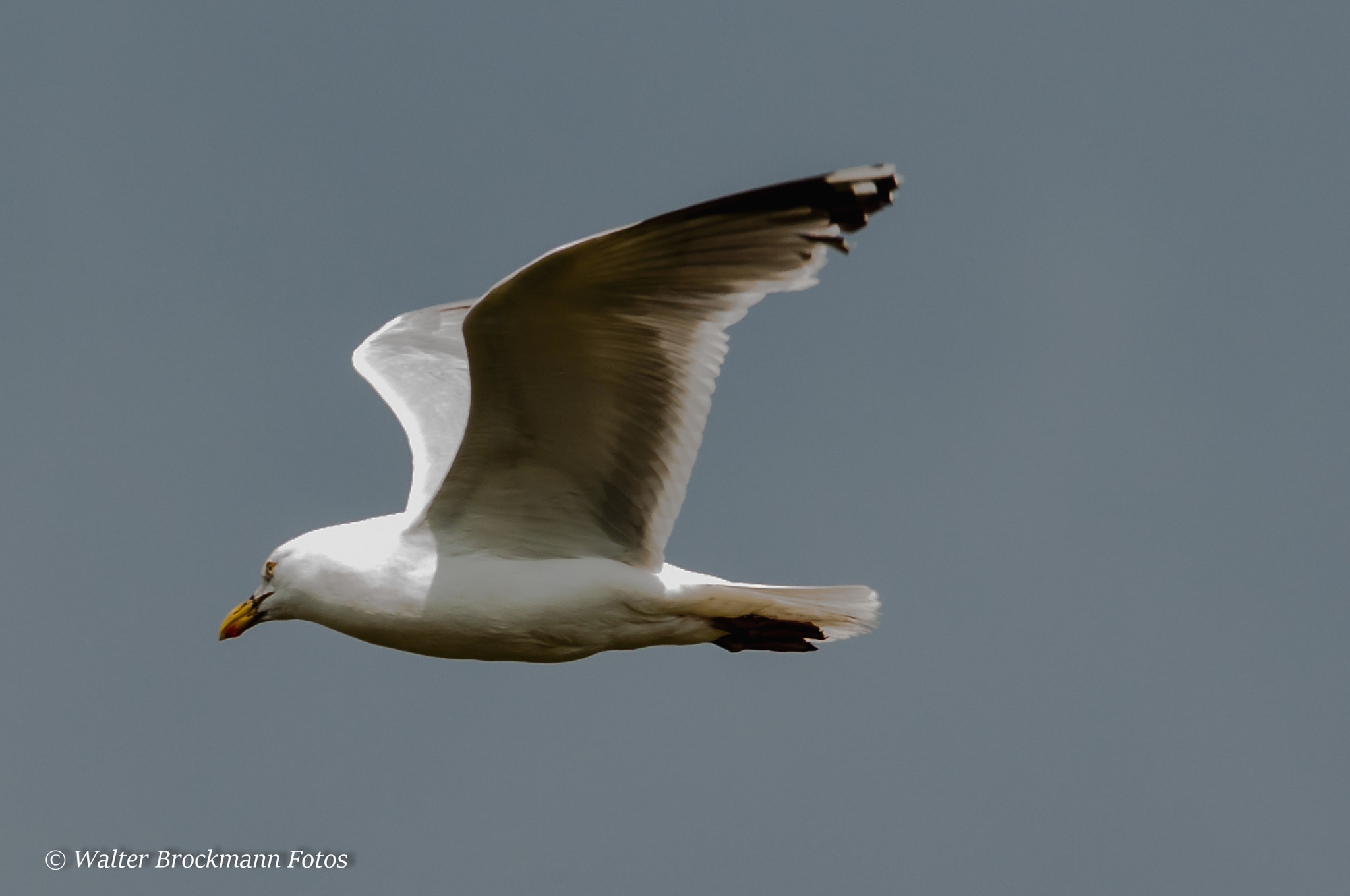 Sigma 150-500mm F5-6.3 DG OS HSM sample photo. Sturmmöve photography