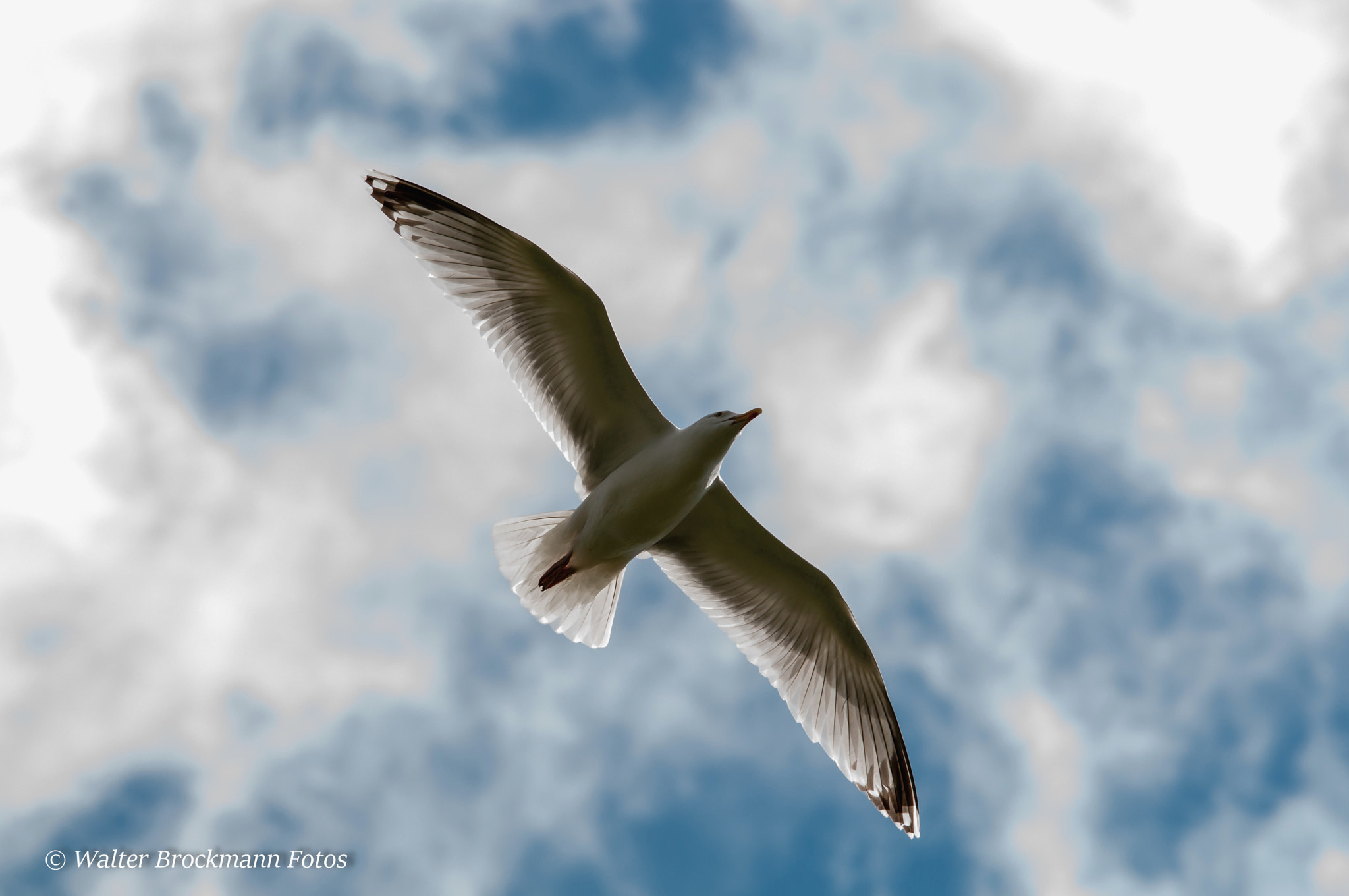 Sigma 150-500mm F5-6.3 DG OS HSM sample photo. Vögel/wasservögel/byrd's photography