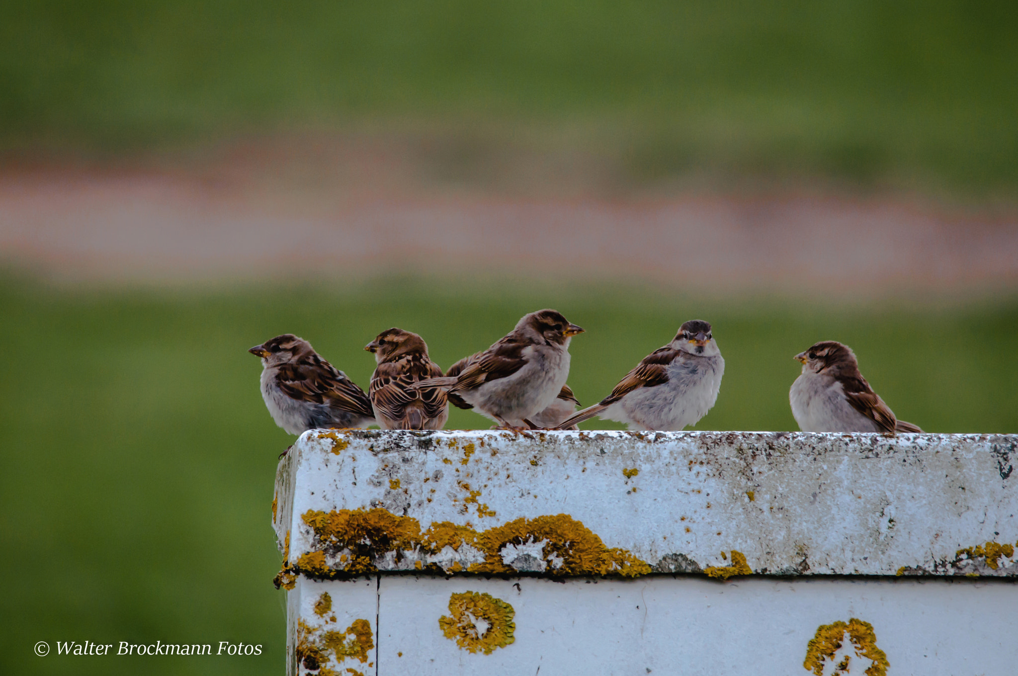 Sigma 150-500mm F5-6.3 DG OS HSM sample photo. Vögel,byrd's photography