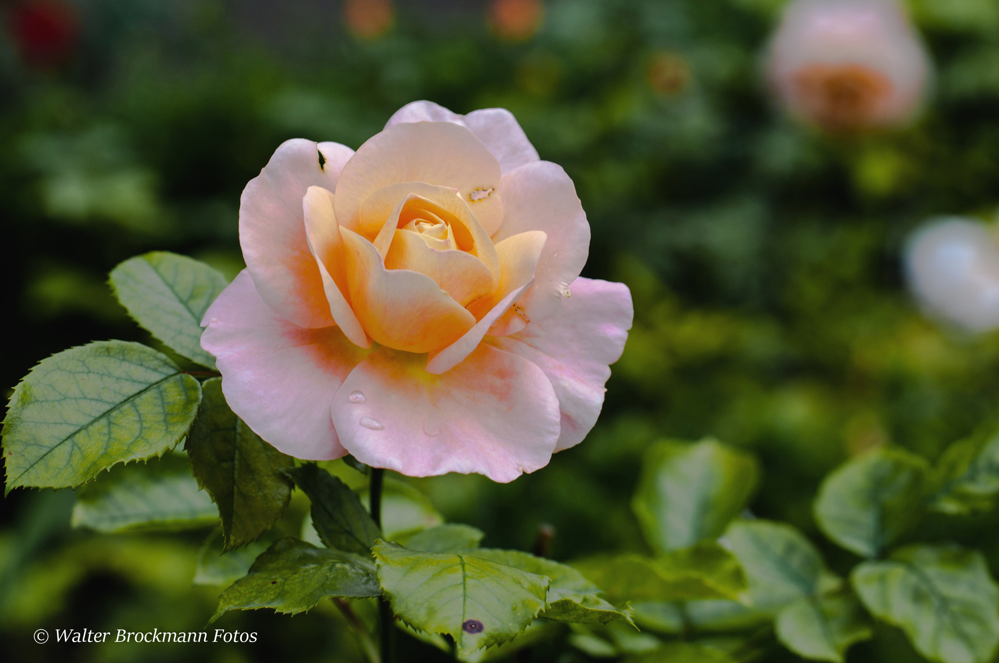 Nikon D5000 sample photo. Blume/flower photography