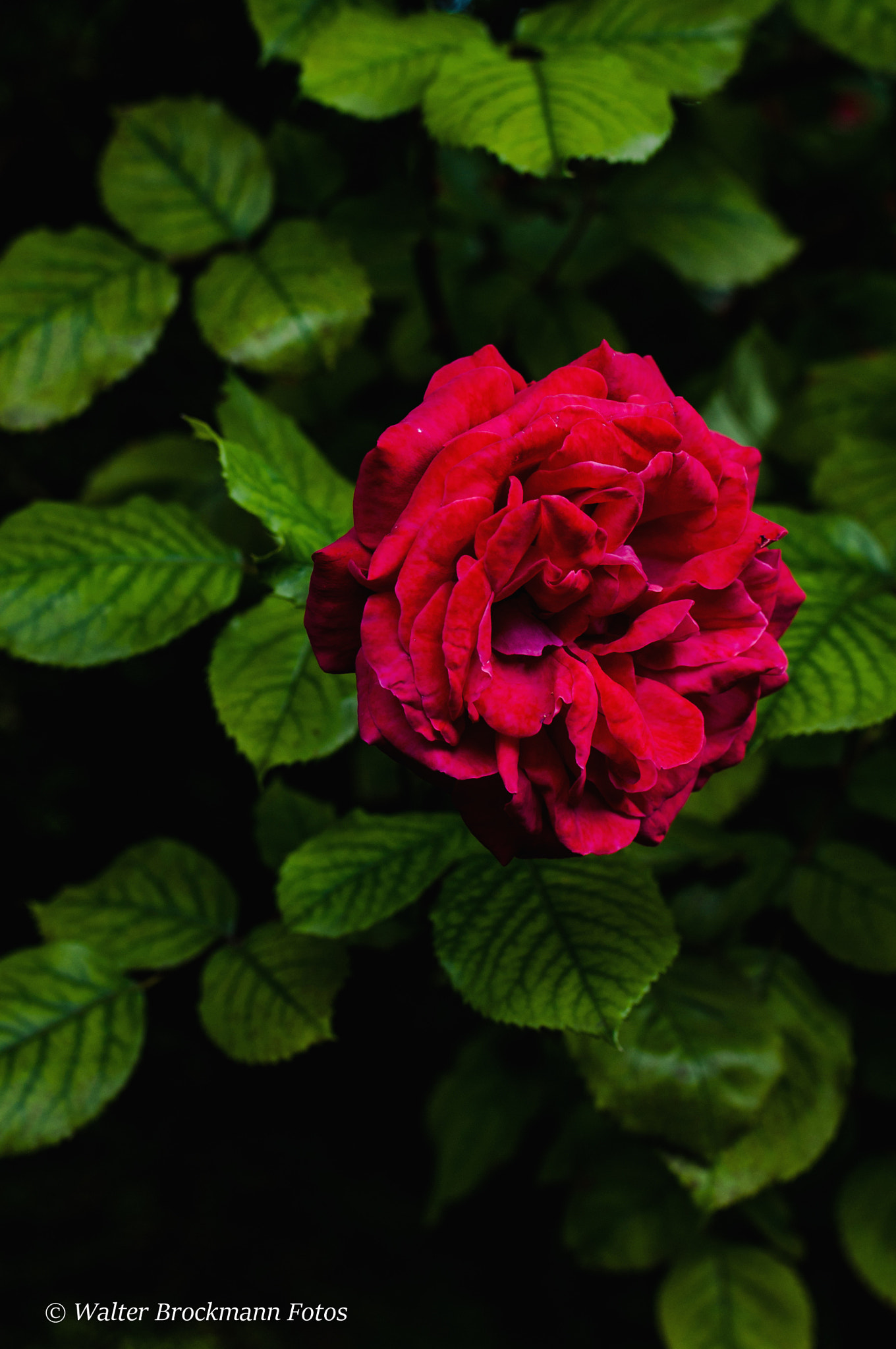 Nikon D5000 sample photo. Blume/flower photography