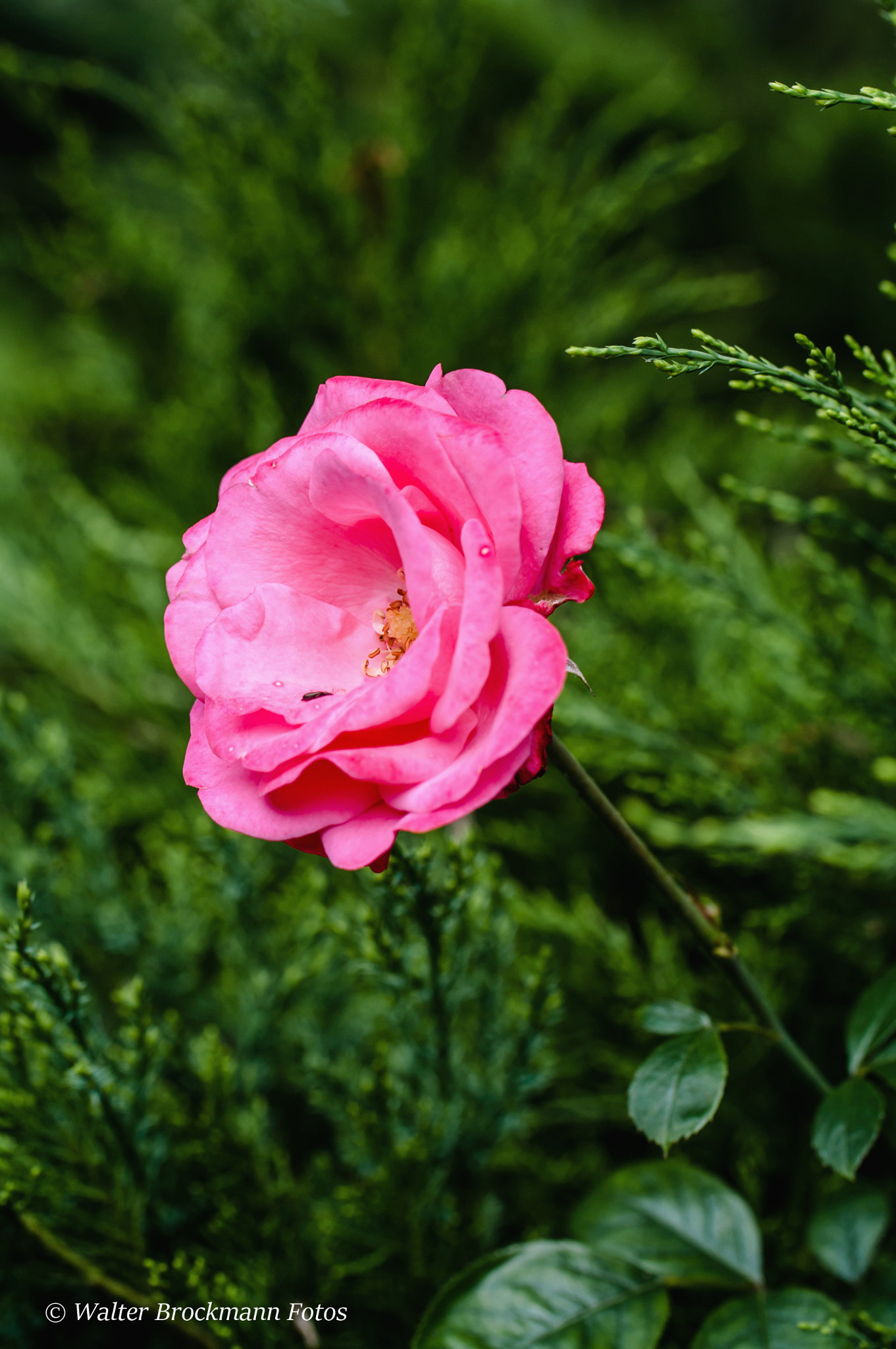 Nikon D5000 sample photo. Blume/flower photography