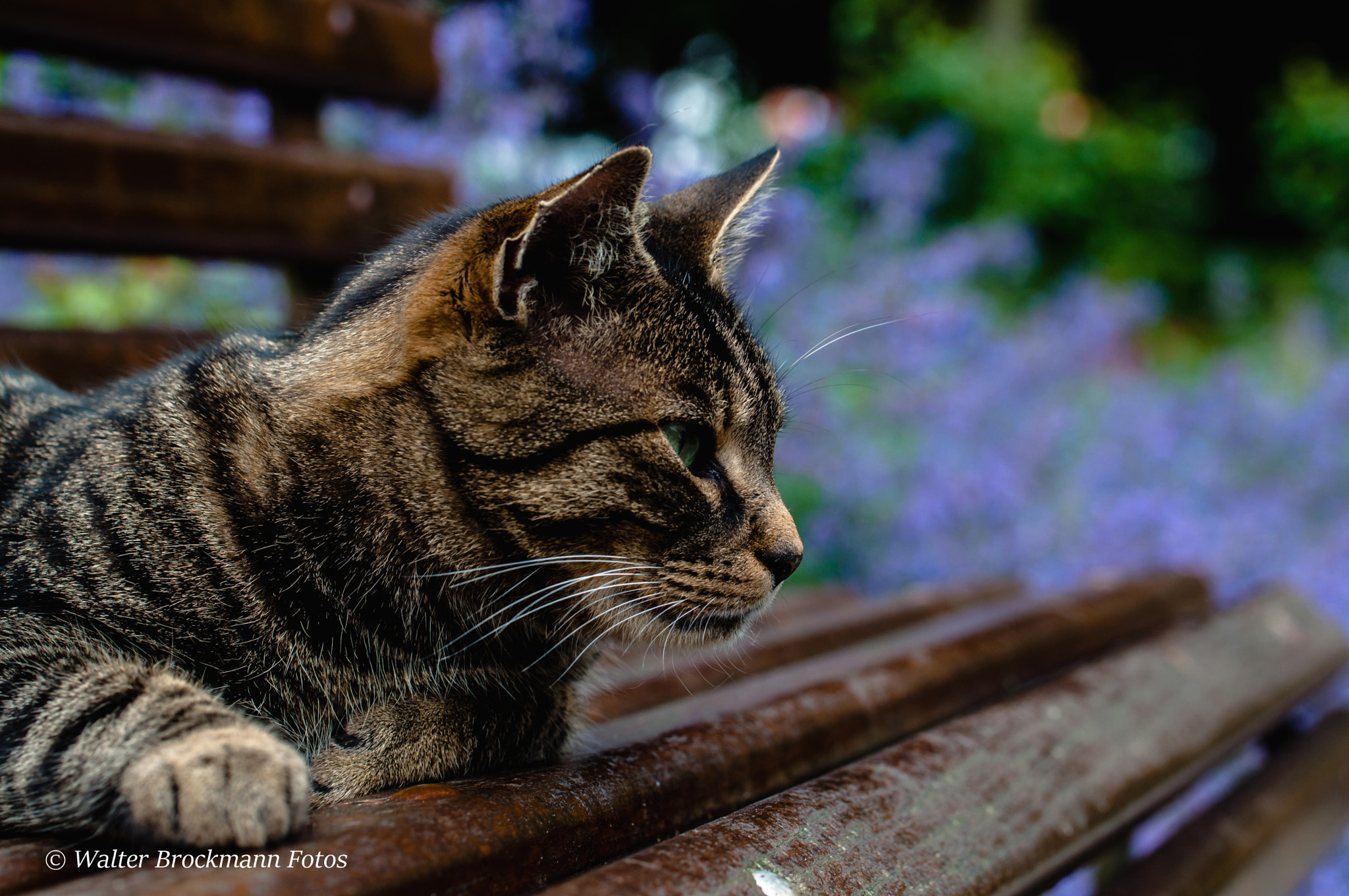 Nikon D5000 sample photo. Katze/cat photography