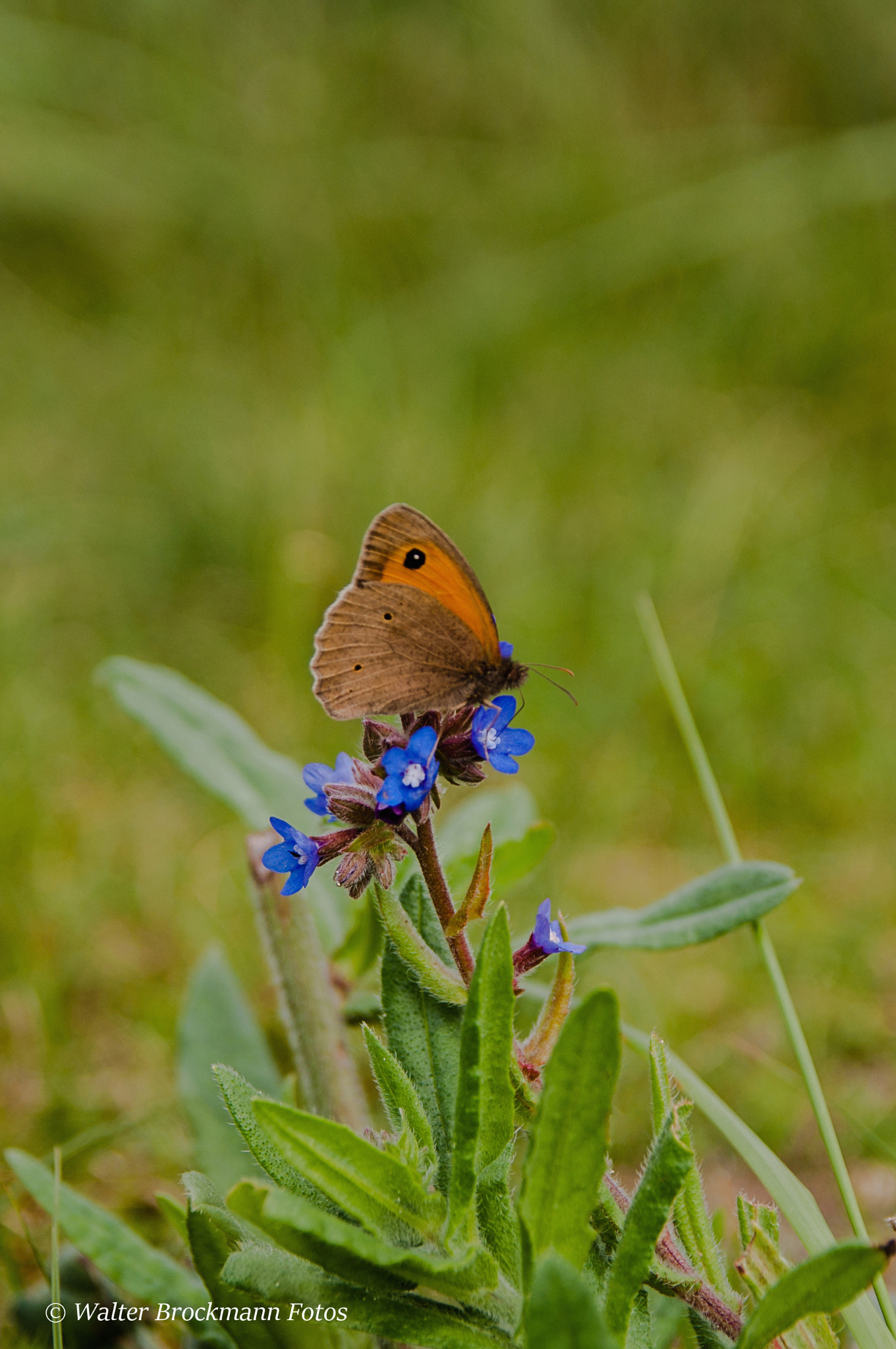 Sigma 17-50mm F2.8 EX DC OS HSM sample photo. Schmetterling/butterfly photography