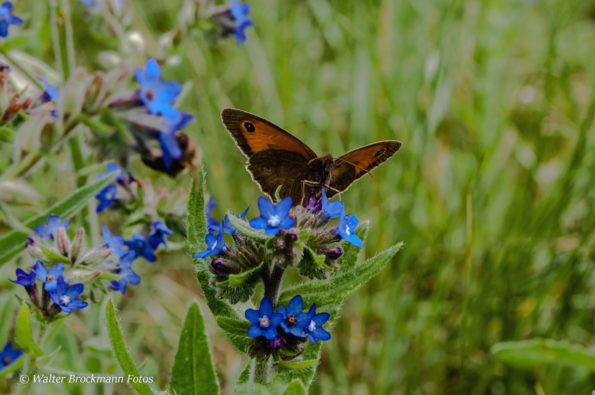 Sigma 17-50mm F2.8 EX DC OS HSM sample photo. Schmetterling/butterfly photography