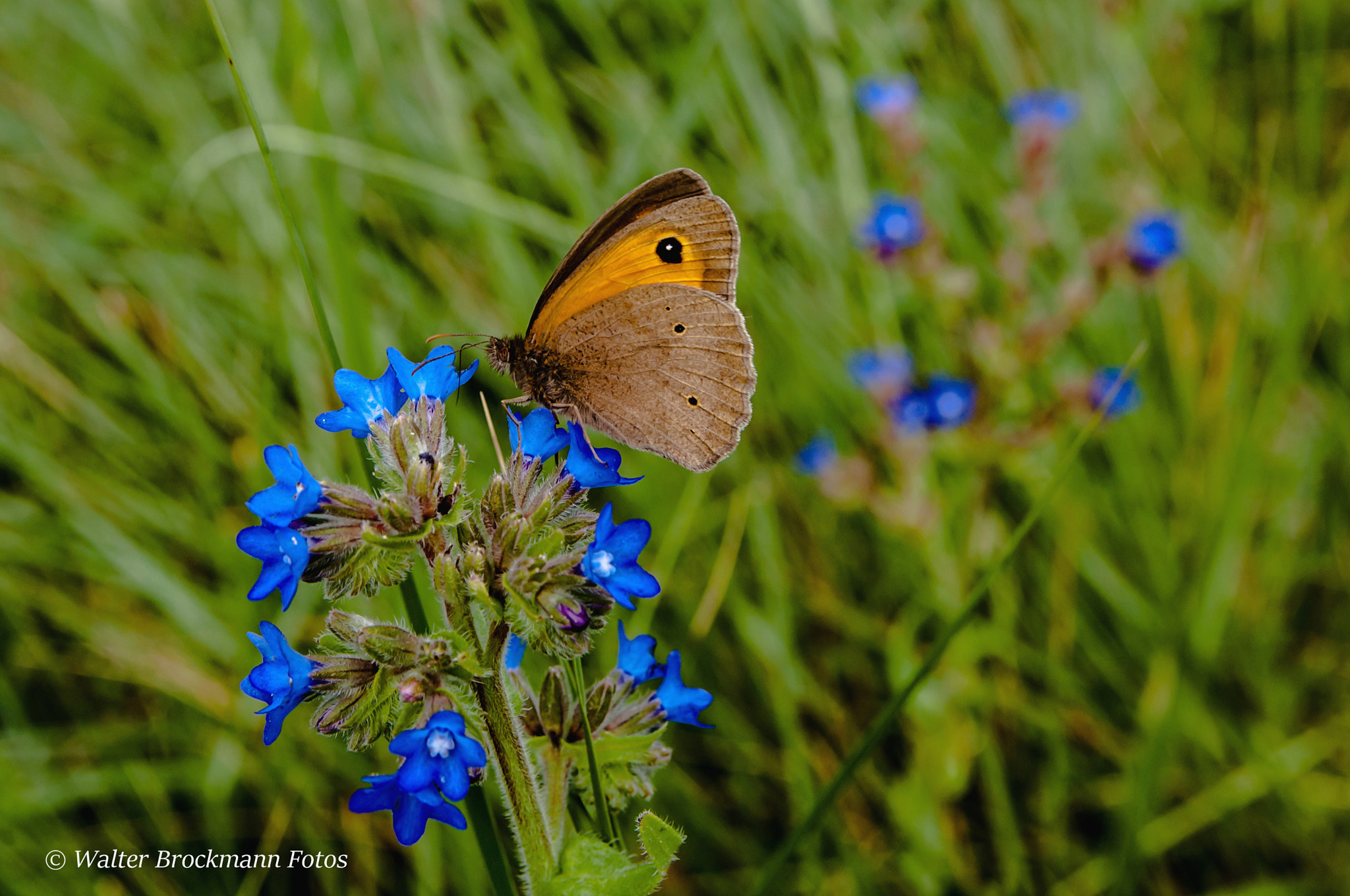 Sigma 17-50mm F2.8 EX DC OS HSM sample photo. Schmetterling/butterfly photography