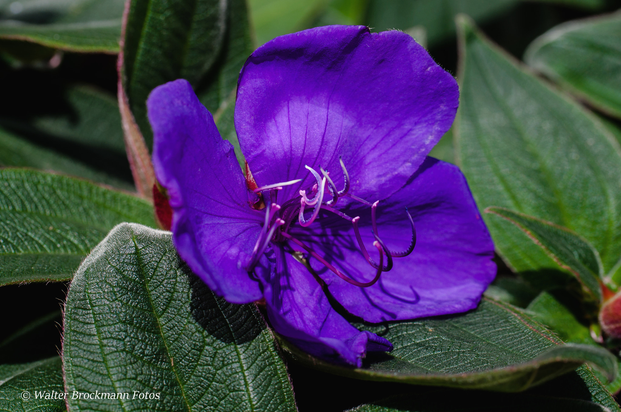 Nikon D5000 sample photo. Blume/flower photography