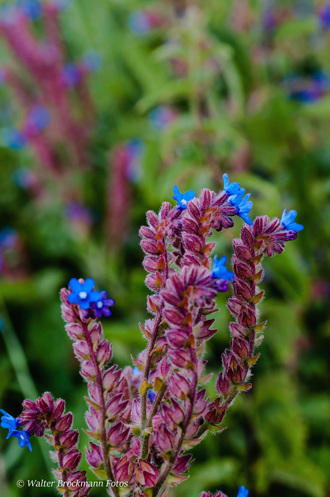 Nikon D5000 sample photo. Blumen/flower photography