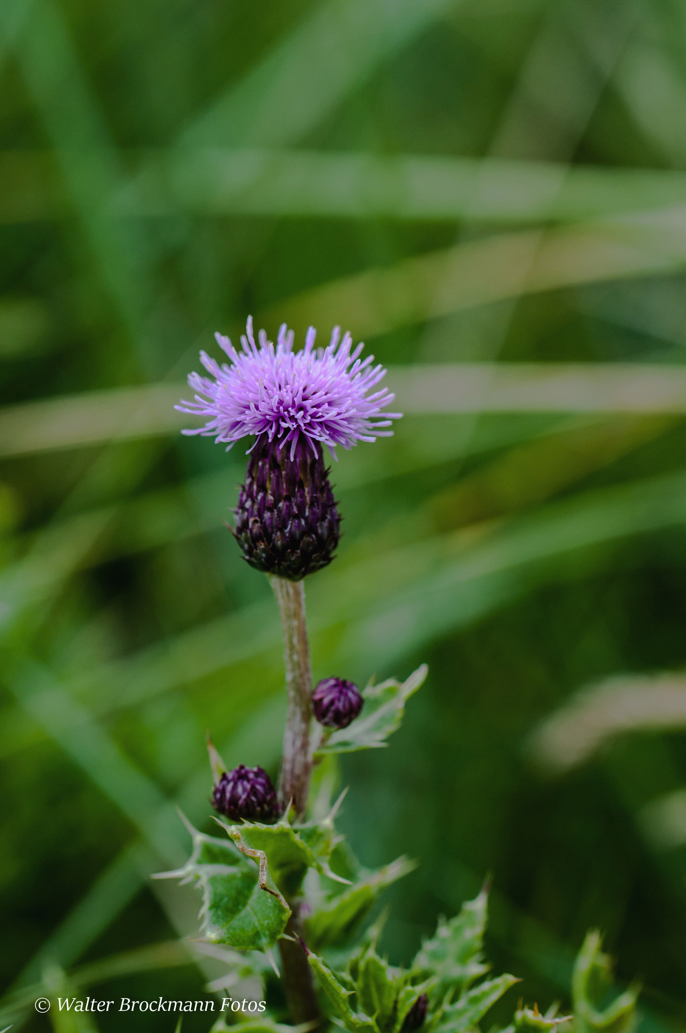 Nikon D5000 sample photo. Blumen/flower photography