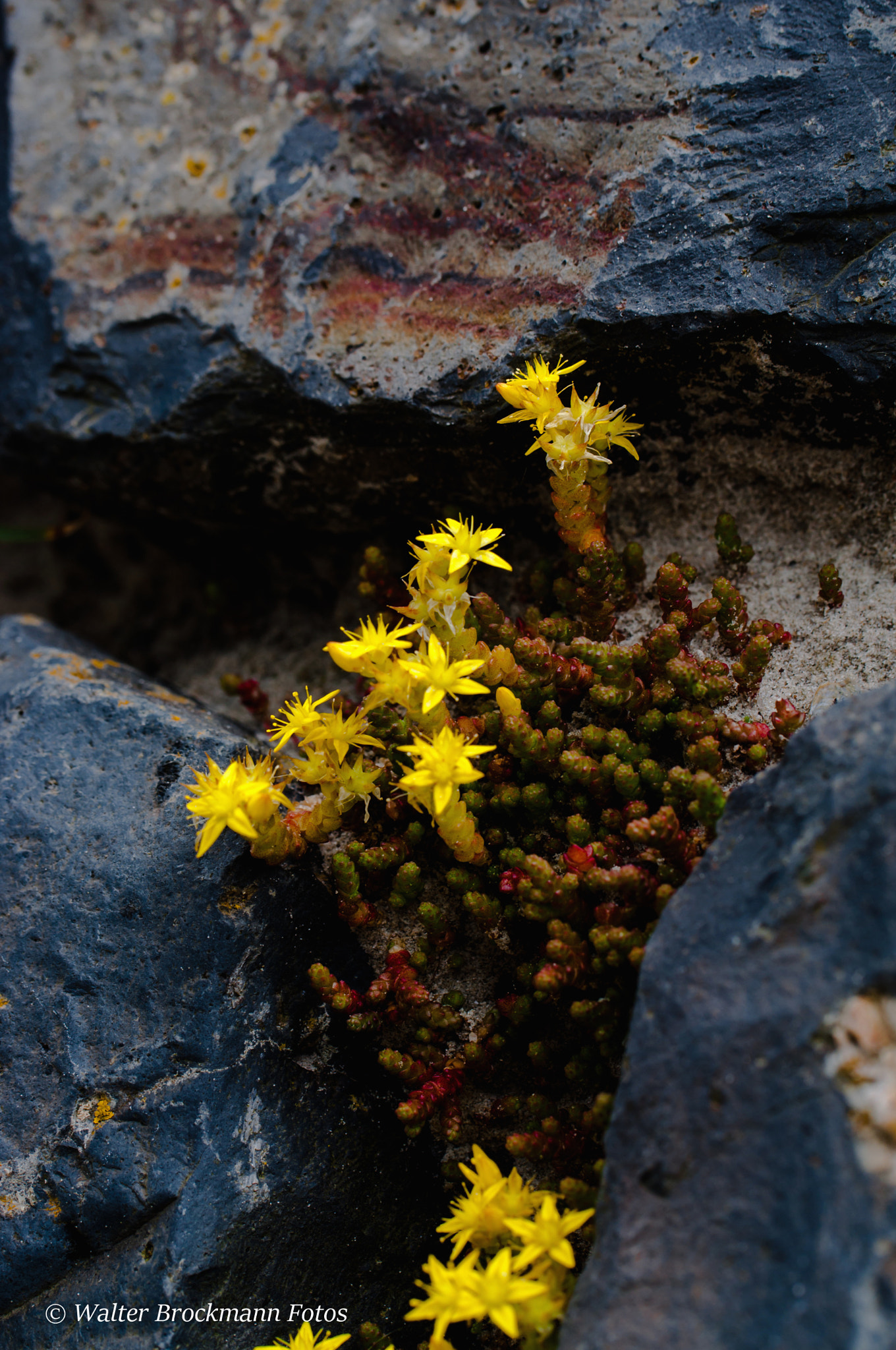 Nikon D5000 sample photo. Blumen/flower photography
