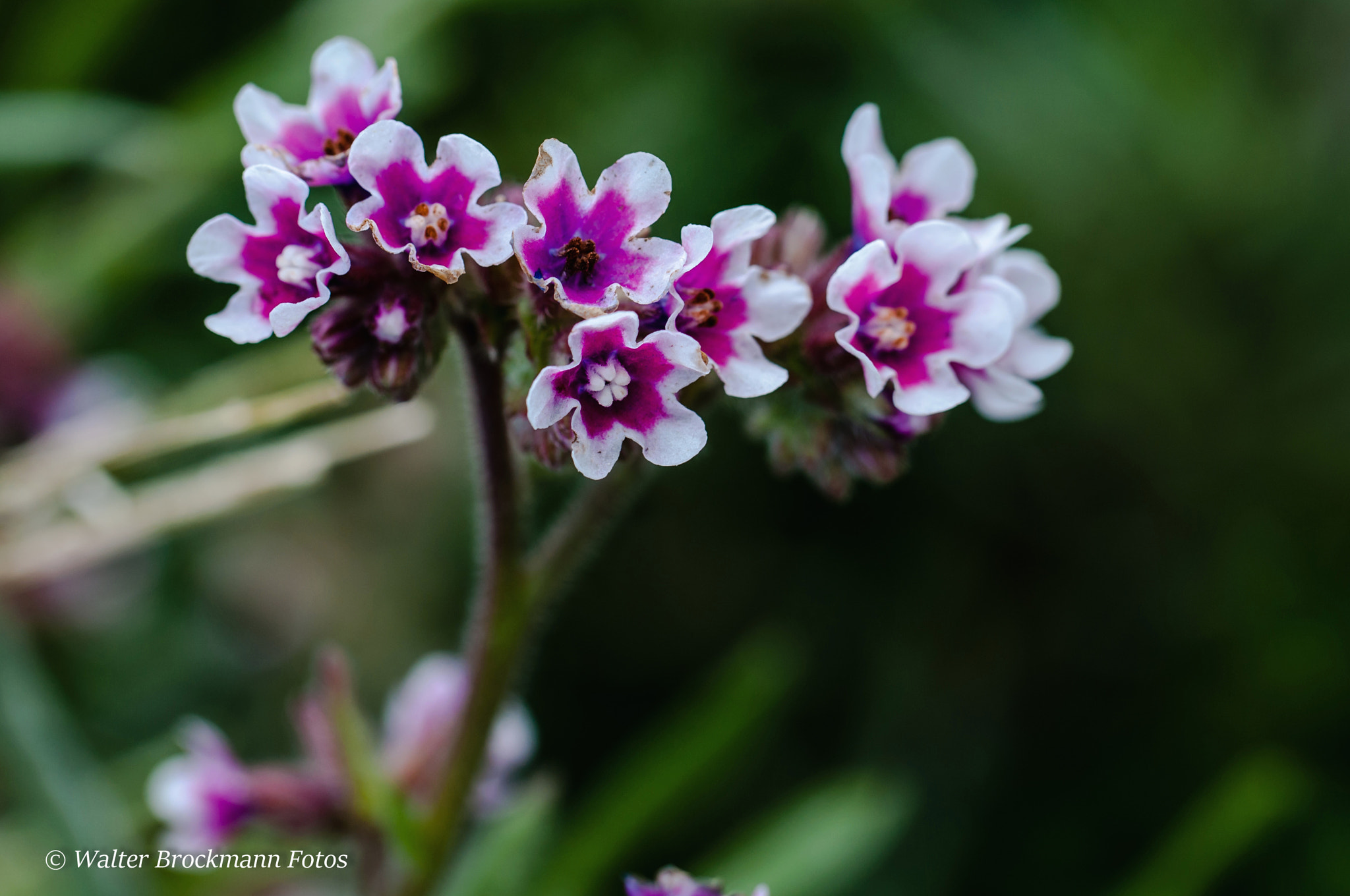 Nikon D5000 sample photo. Blume/flower photography