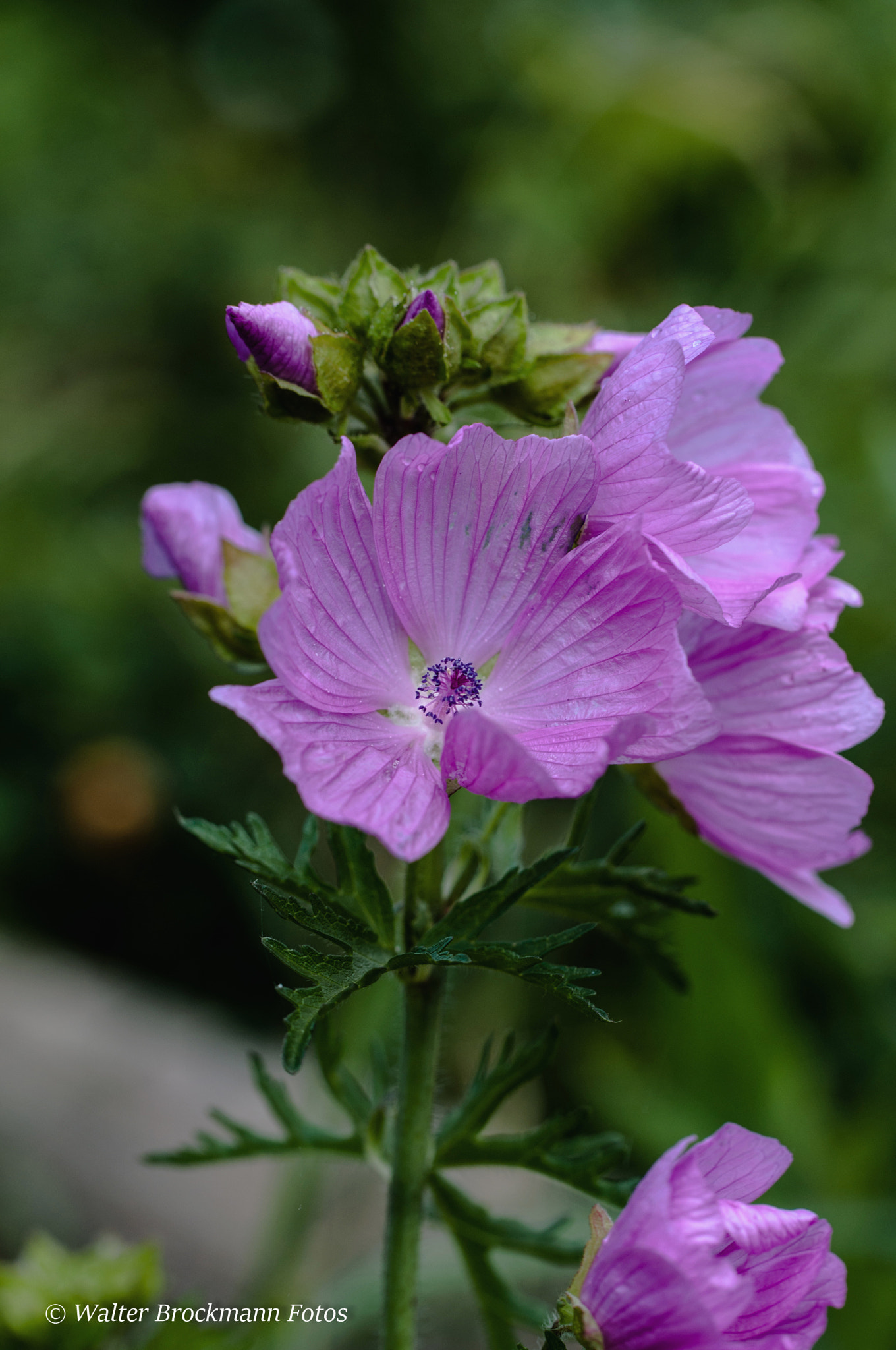 Nikon D5000 sample photo. Blume/flower photography