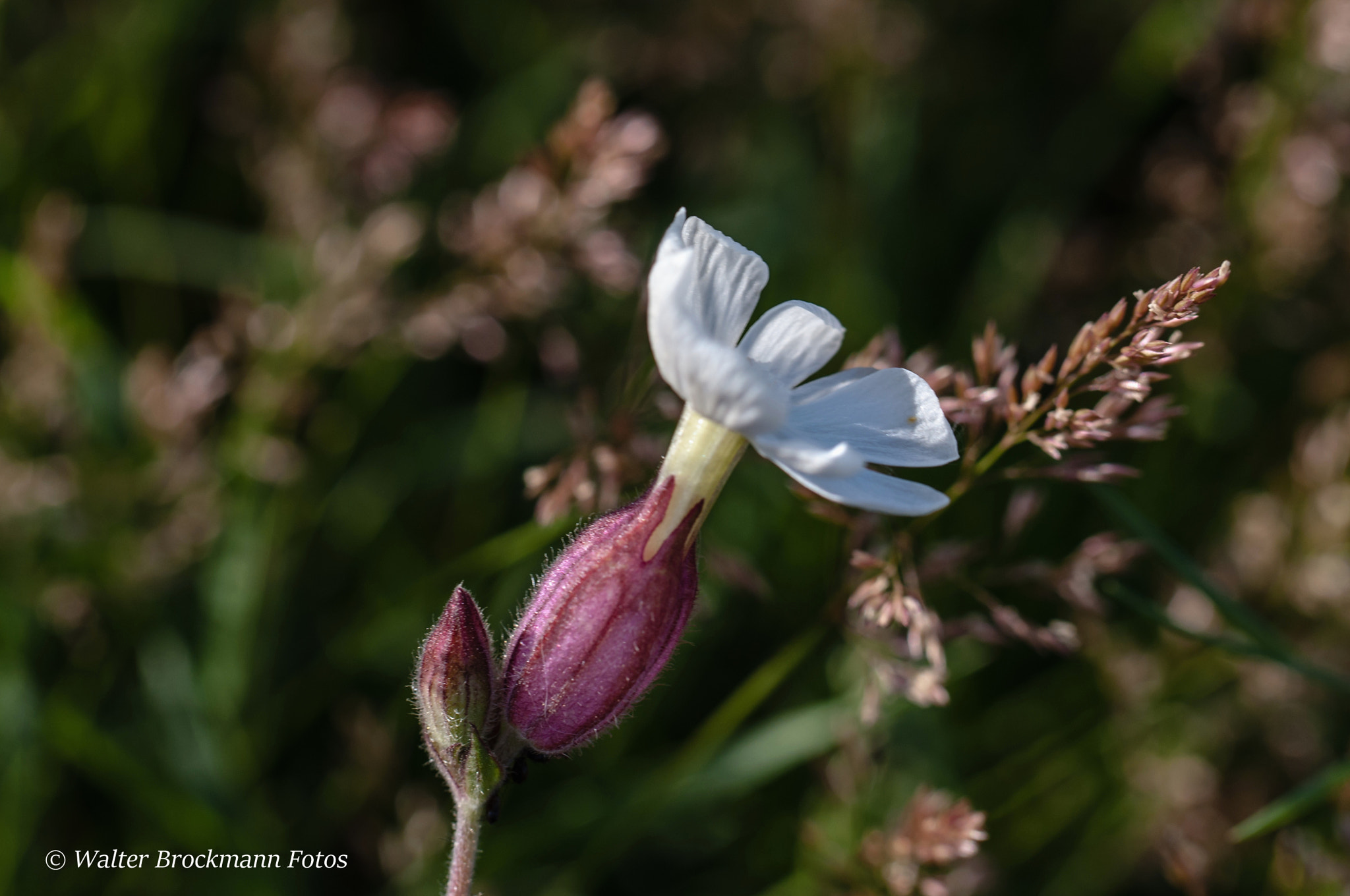 Nikon D5000 sample photo. Blume/flower photography