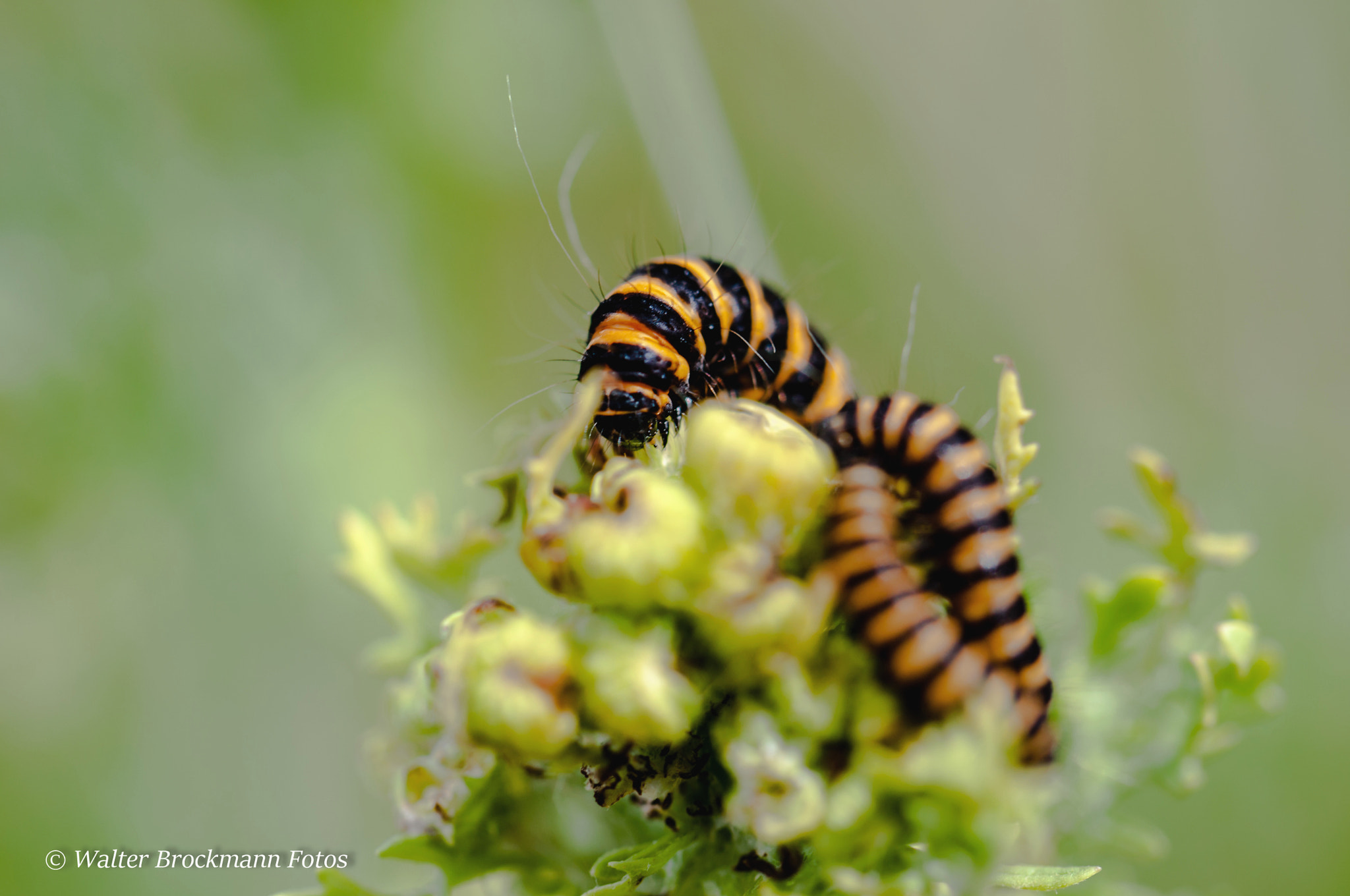 Nikon D5000 sample photo. Schmetterlingsraupe photography