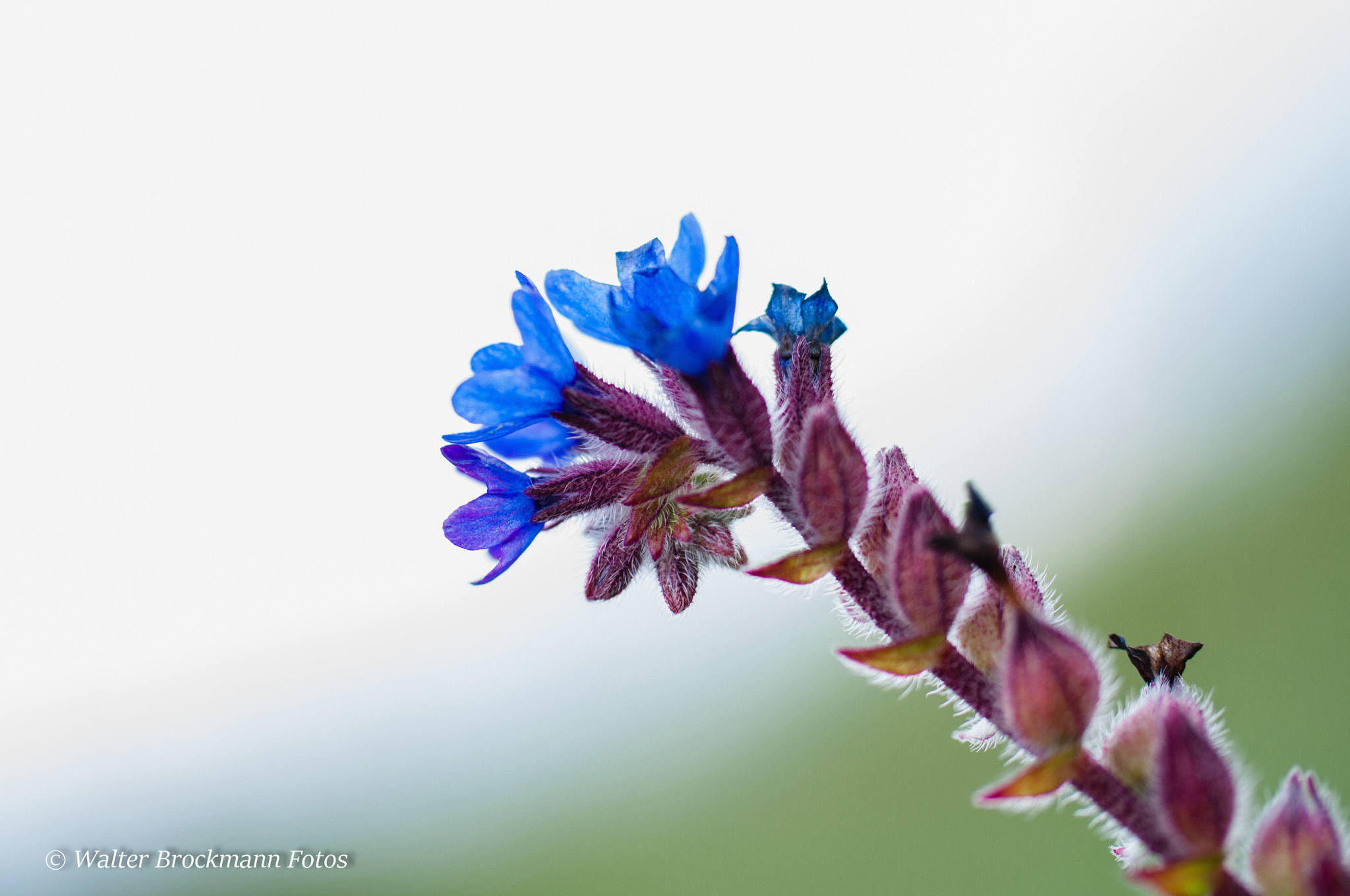 Nikon D5000 sample photo. Blume/flower photography
