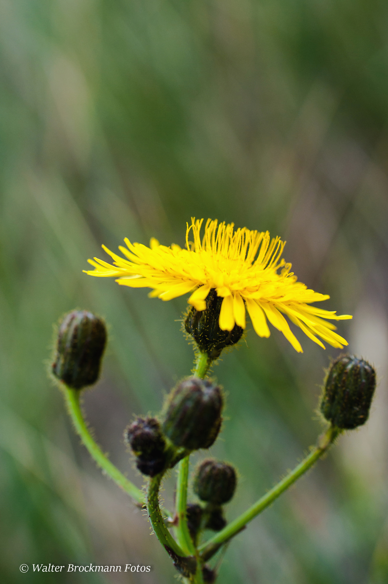 Nikon D5000 sample photo. Blume/flower photography