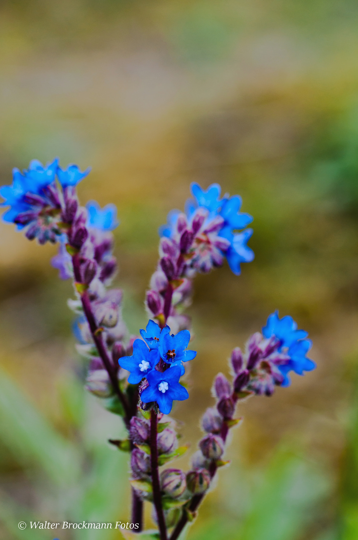 Nikon D5000 sample photo. Blume/flower photography