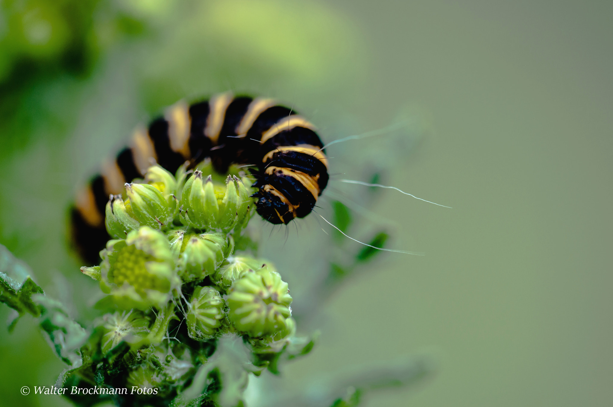Nikon D5000 sample photo. Schmetterlingsraupe photography