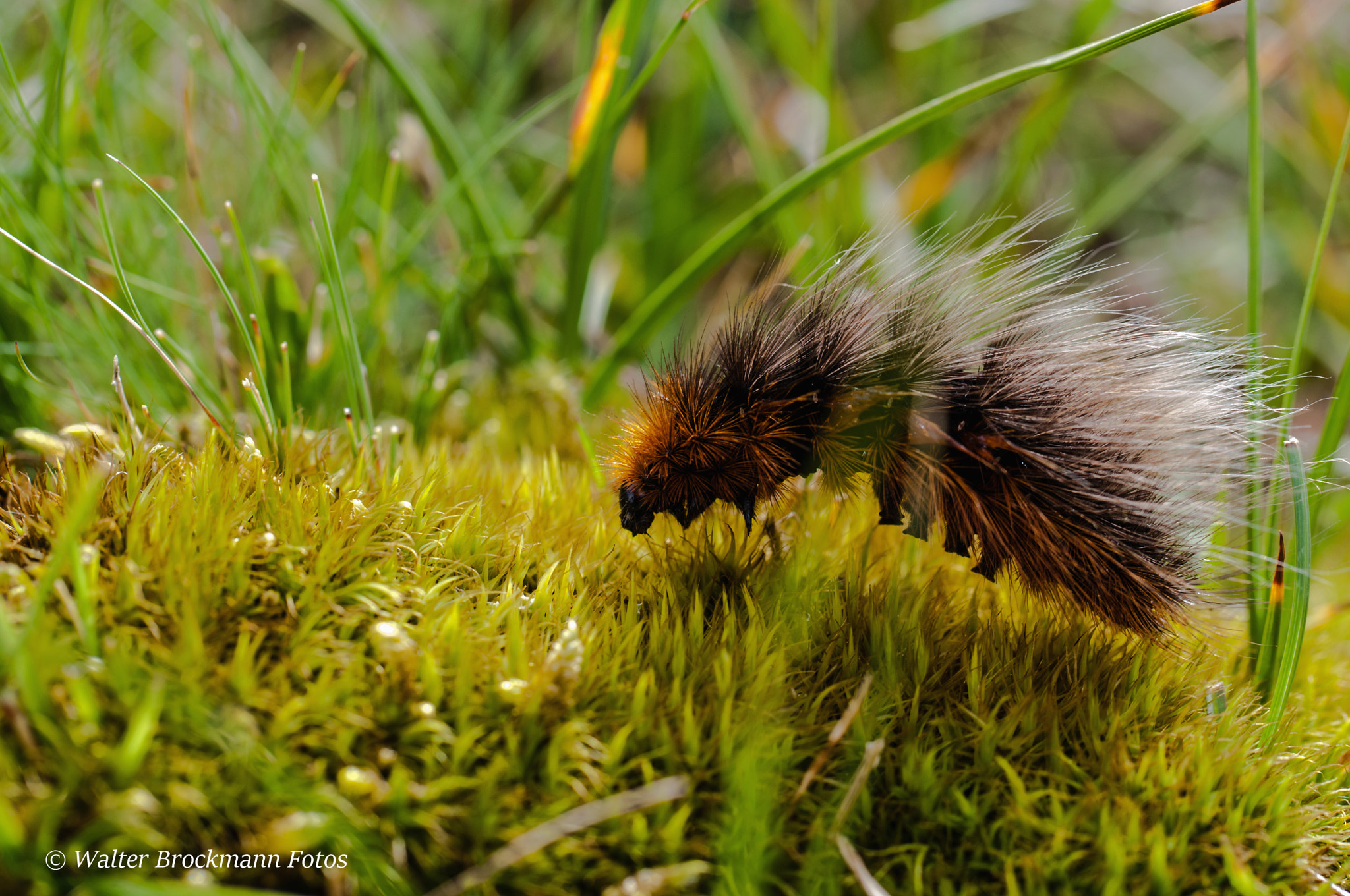 Nikon D5000 sample photo. Schmetterlingsraupe photography