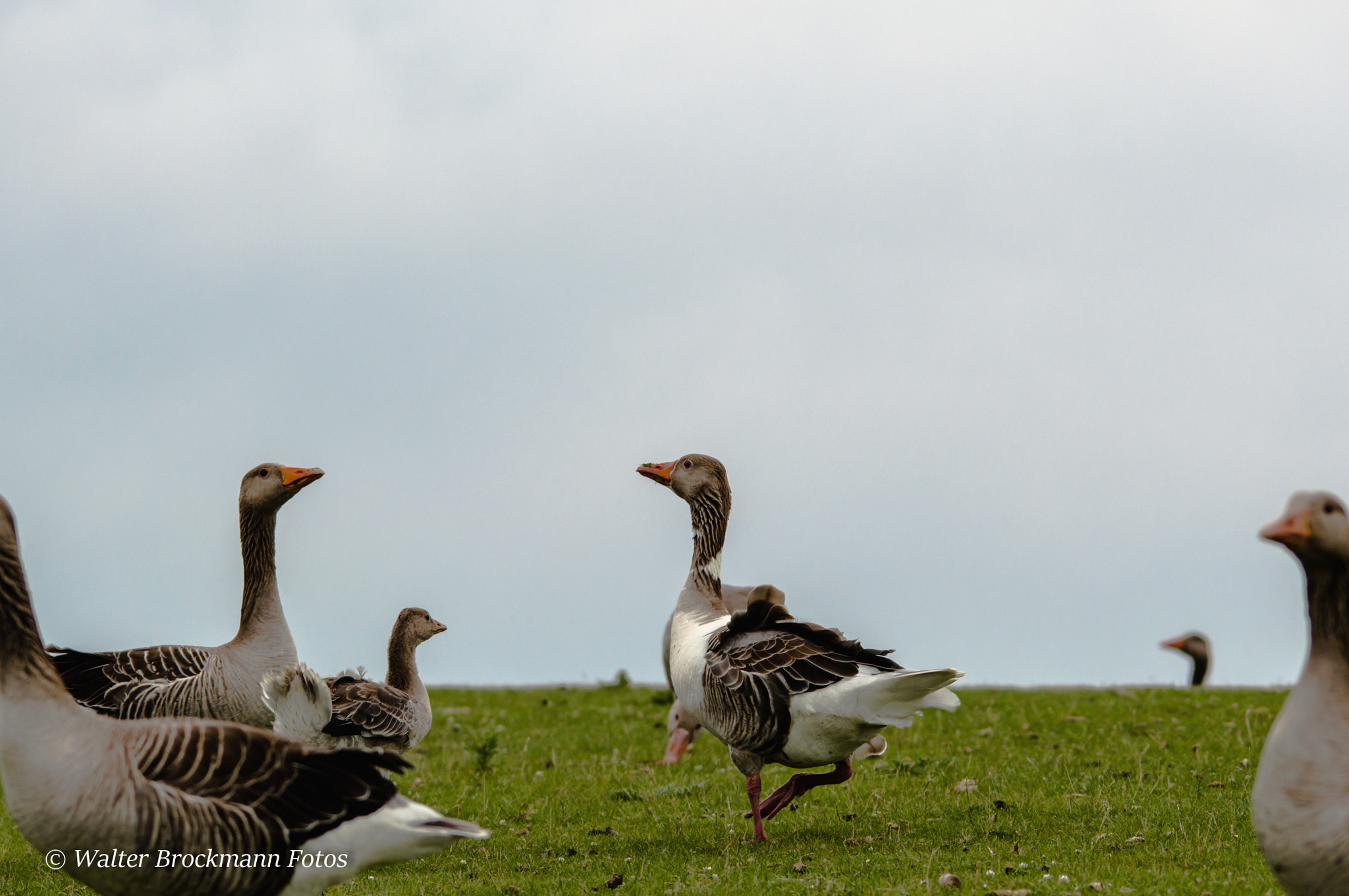 Sigma 150-500mm F5-6.3 DG OS HSM sample photo. Graugänse photography