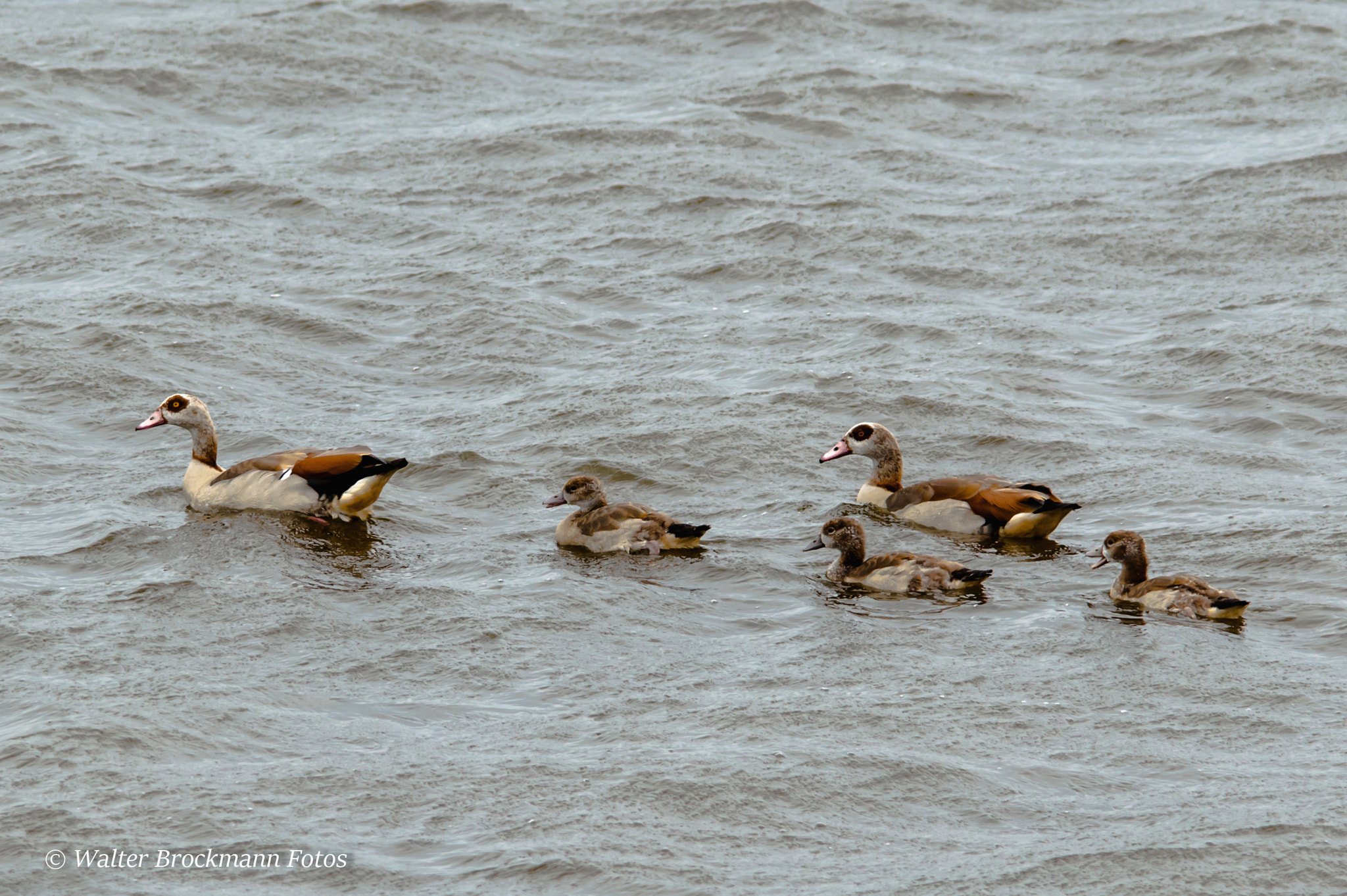 Sigma 150-500mm F5-6.3 DG OS HSM sample photo. Nilgänse photography