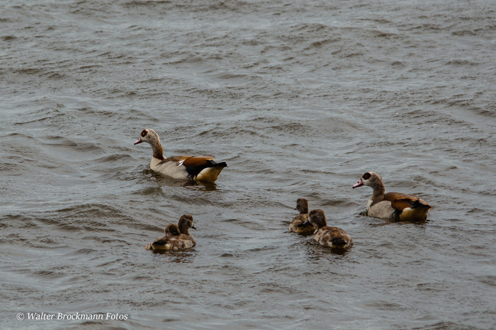 Sigma 150-500mm F5-6.3 DG OS HSM sample photo. Nilgänse photography