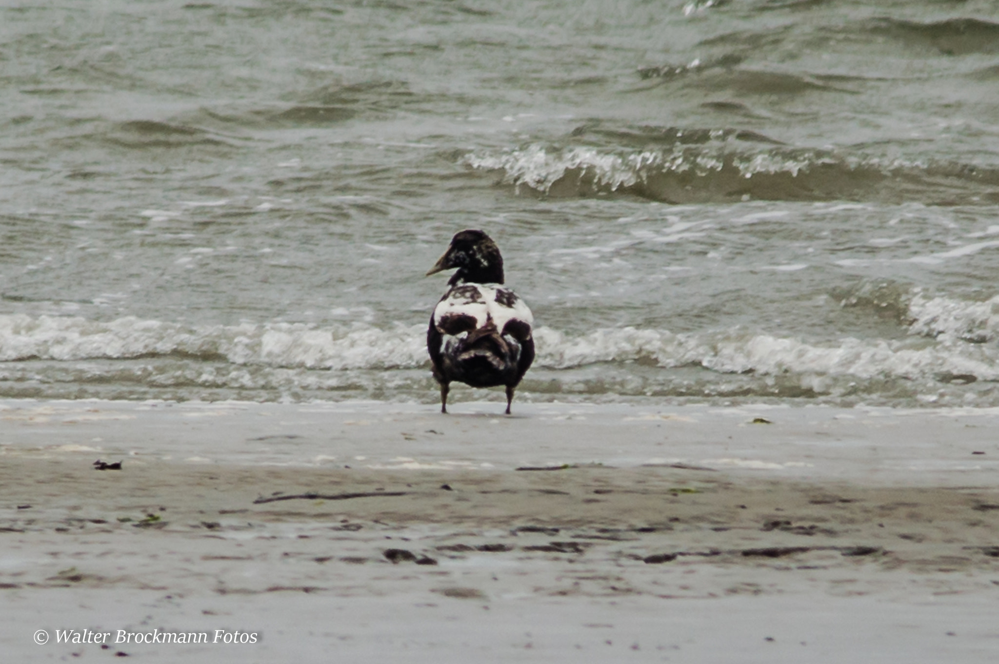Sigma 150-500mm F5-6.3 DG OS HSM sample photo. Eiderente photography