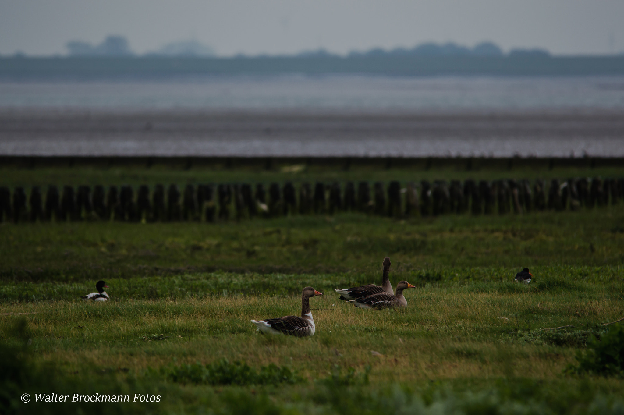 Sigma 150-500mm F5-6.3 DG OS HSM sample photo. Graugänse photography
