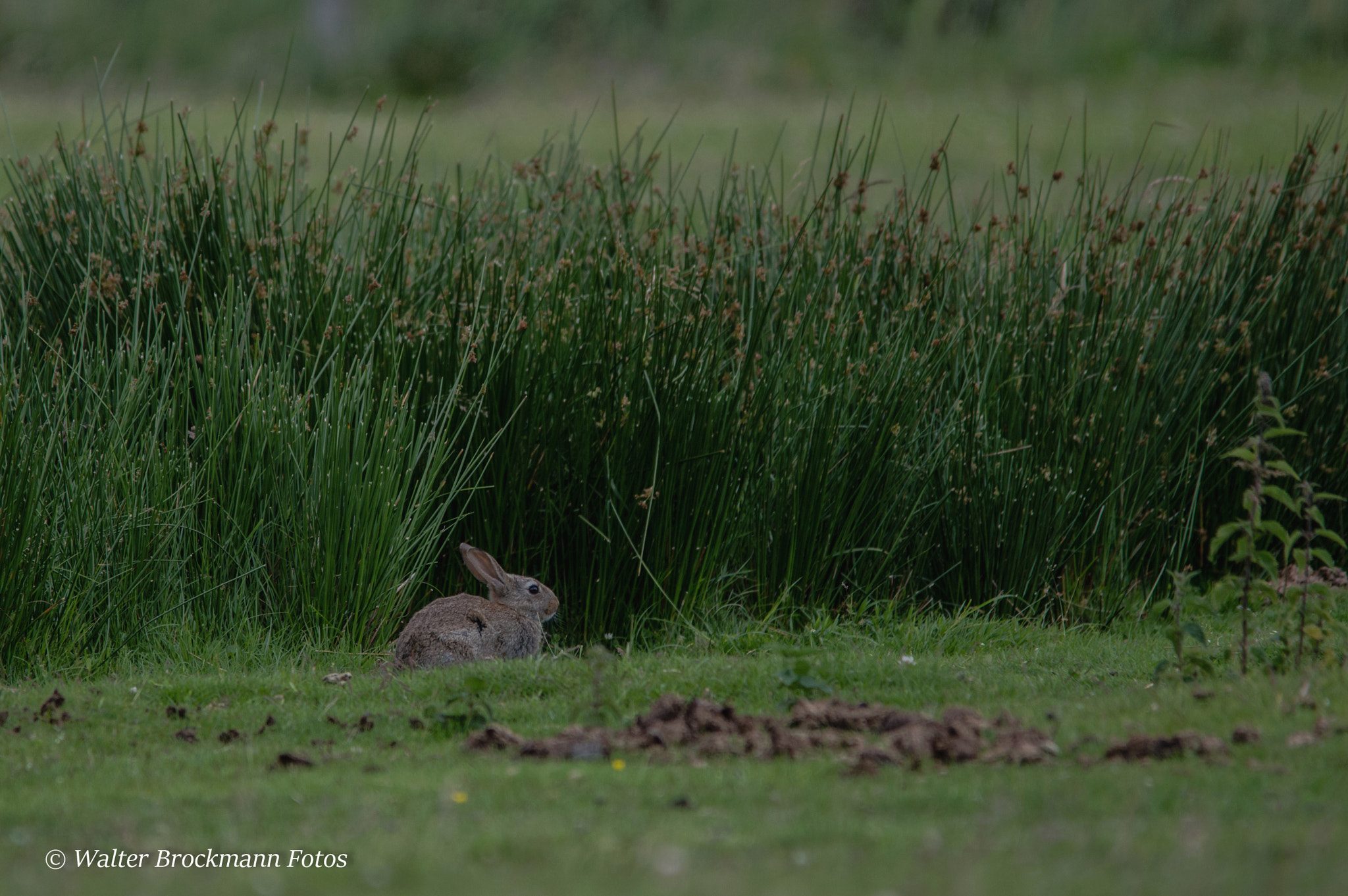 Sigma 150-500mm F5-6.3 DG OS HSM sample photo. Wildkaninchen photography