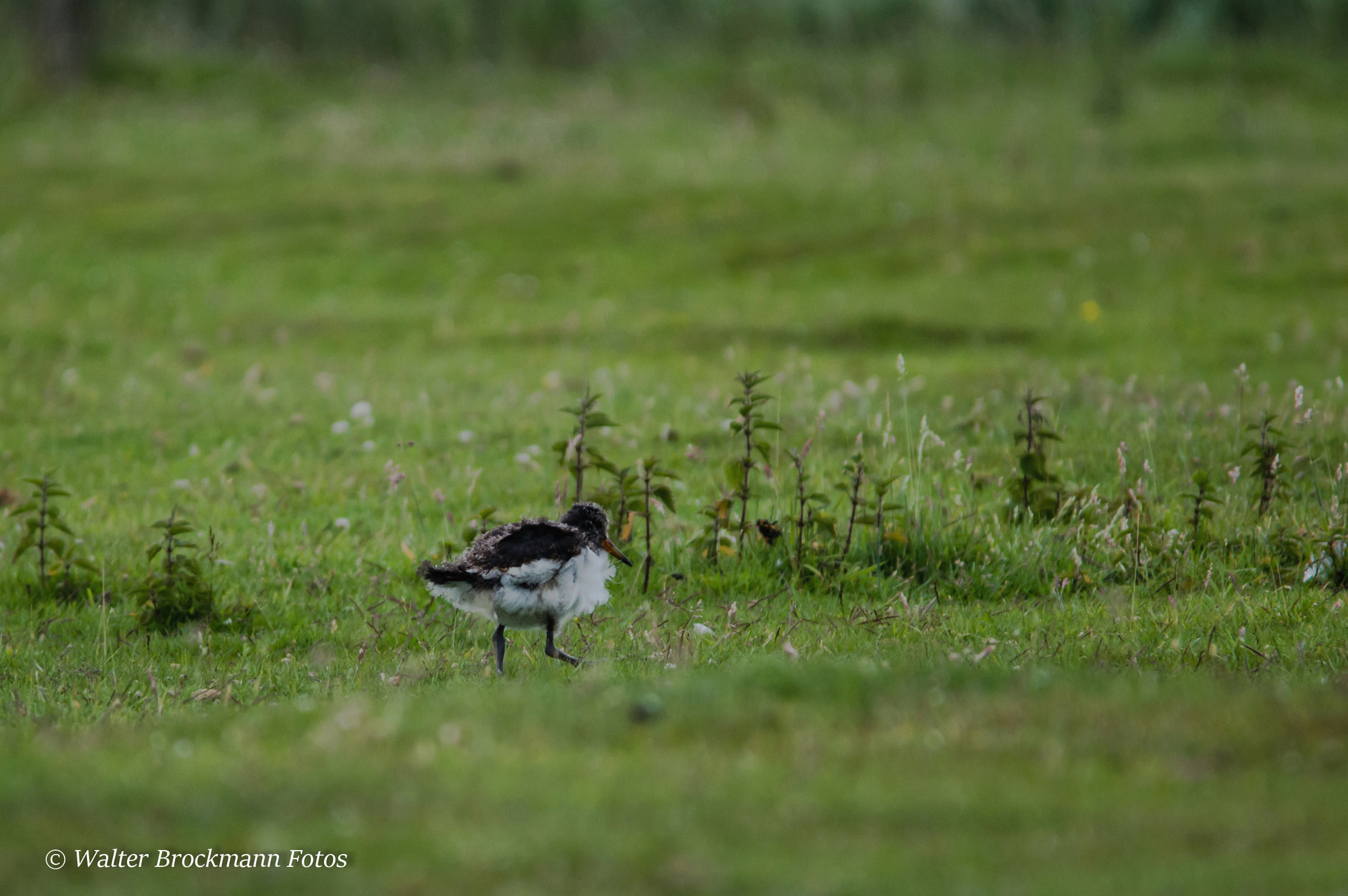 Sigma 150-500mm F5-6.3 DG OS HSM sample photo. Austernfischer photography