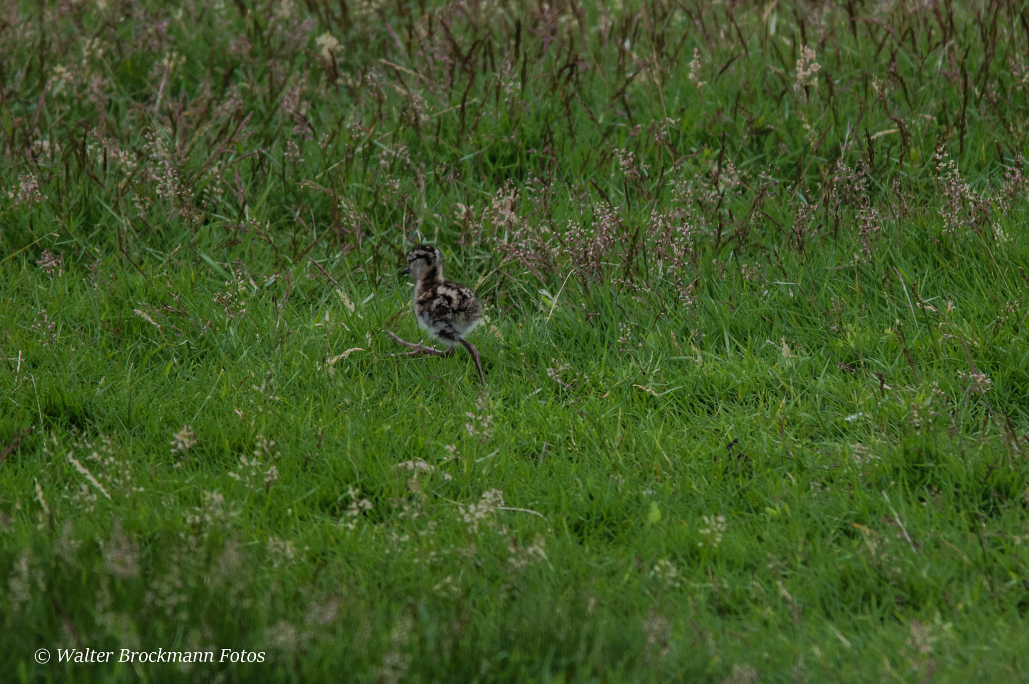 Sigma 150-500mm F5-6.3 DG OS HSM sample photo. Rotschenkel photography