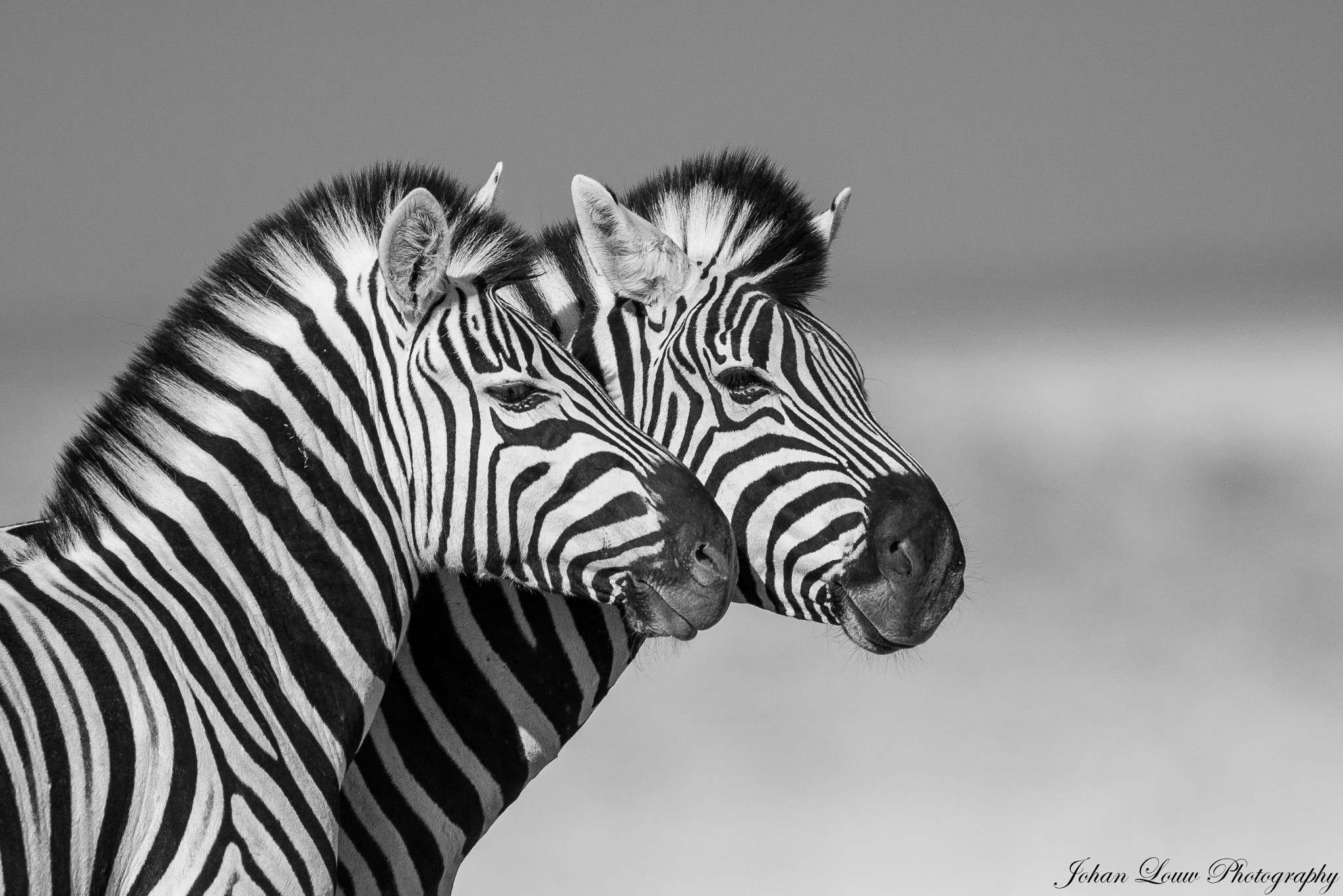 Canon EF 400mm F2.8L IS II USM sample photo. Zebra photography